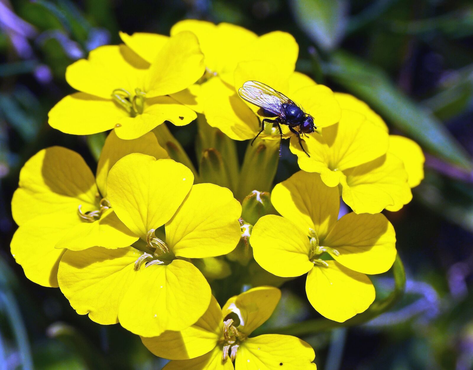 Panasonic Lumix DMC-GH3 sample photo. Fly, flower, petal, pollen photography