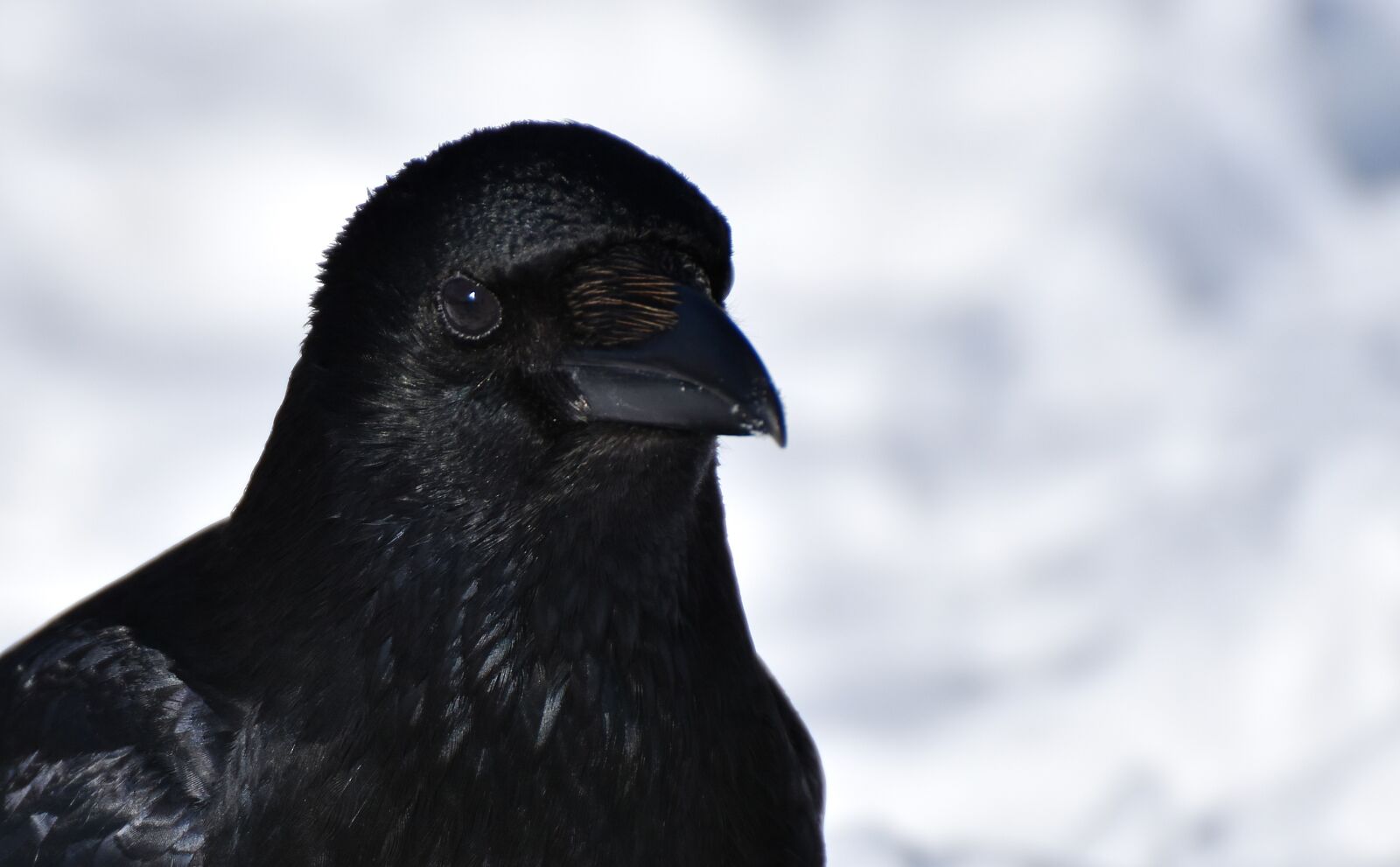 Nikon D7200 sample photo. Crow, raven bird, black photography