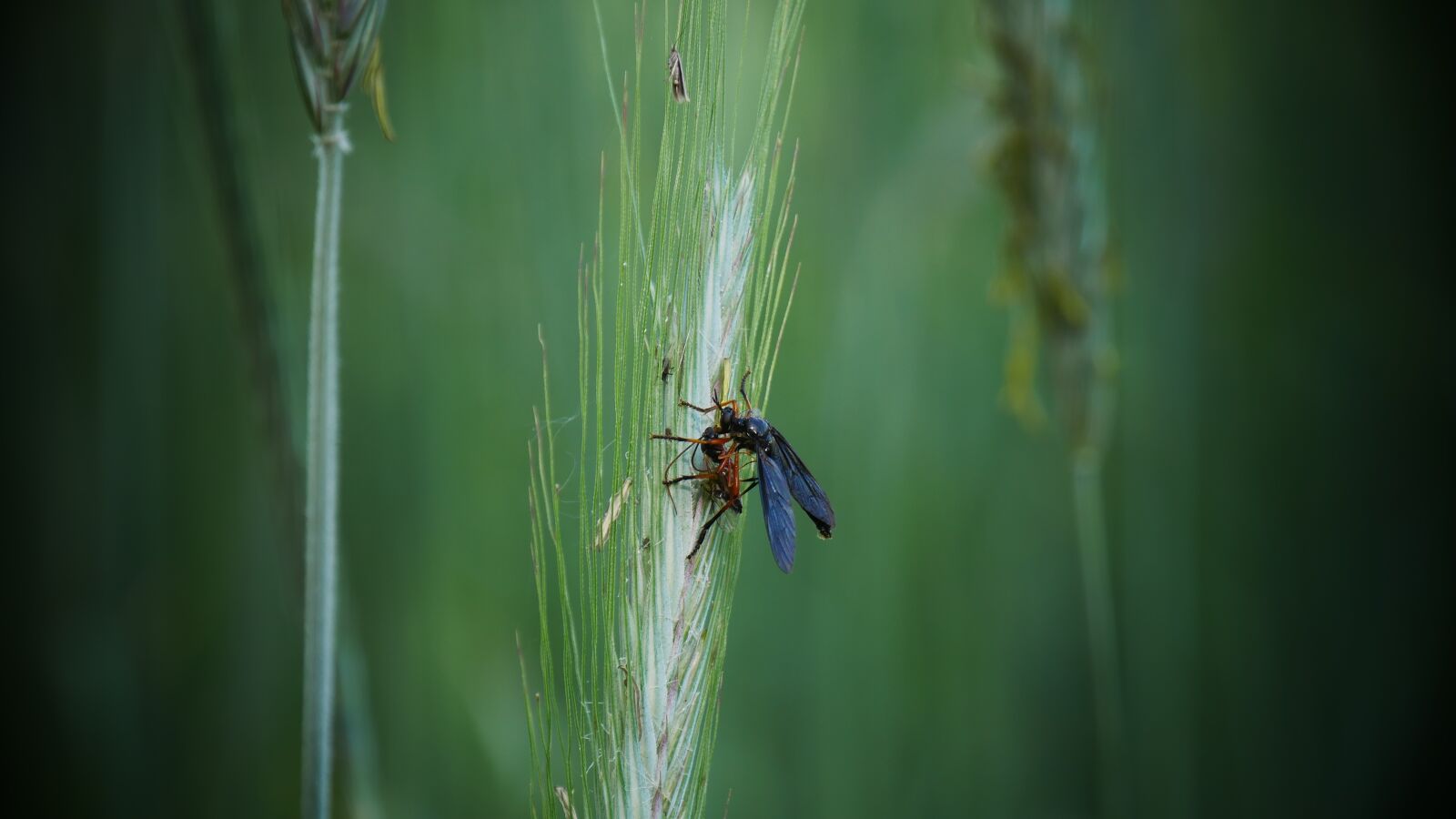 Panasonic Lumix DMC-G85 (Lumix DMC-G80) sample photo. Bug, insects, macro photography