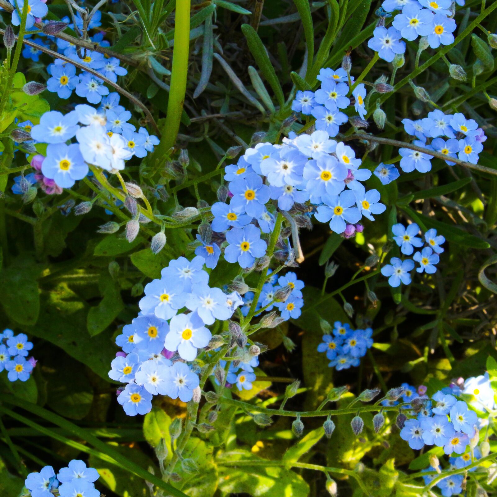 Canon EOS 700D (EOS Rebel T5i / EOS Kiss X7i) sample photo. Forget me not, myosotis photography