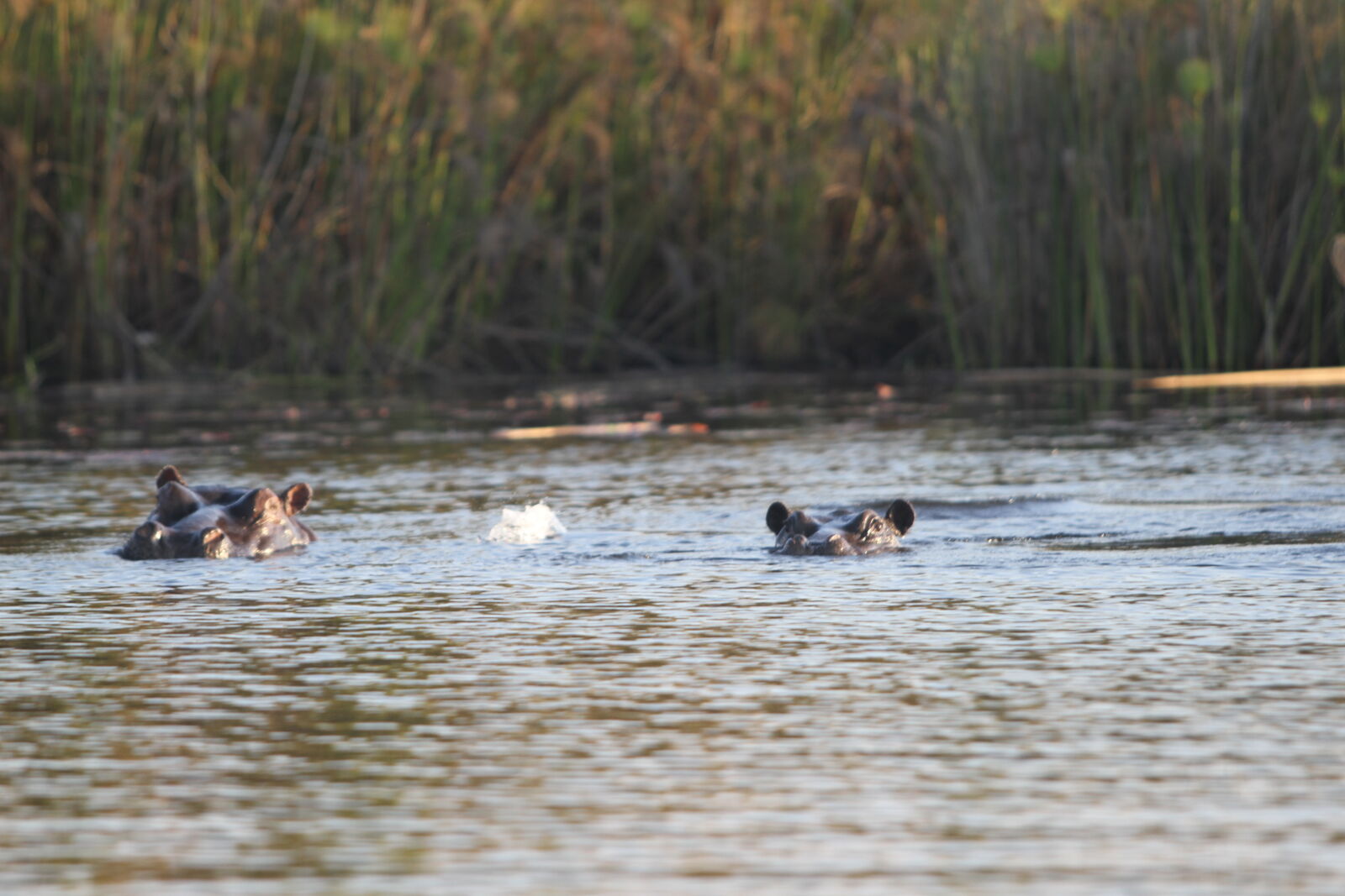 Canon EOS 7D sample photo. Botswana, hippos, okawango, delta photography