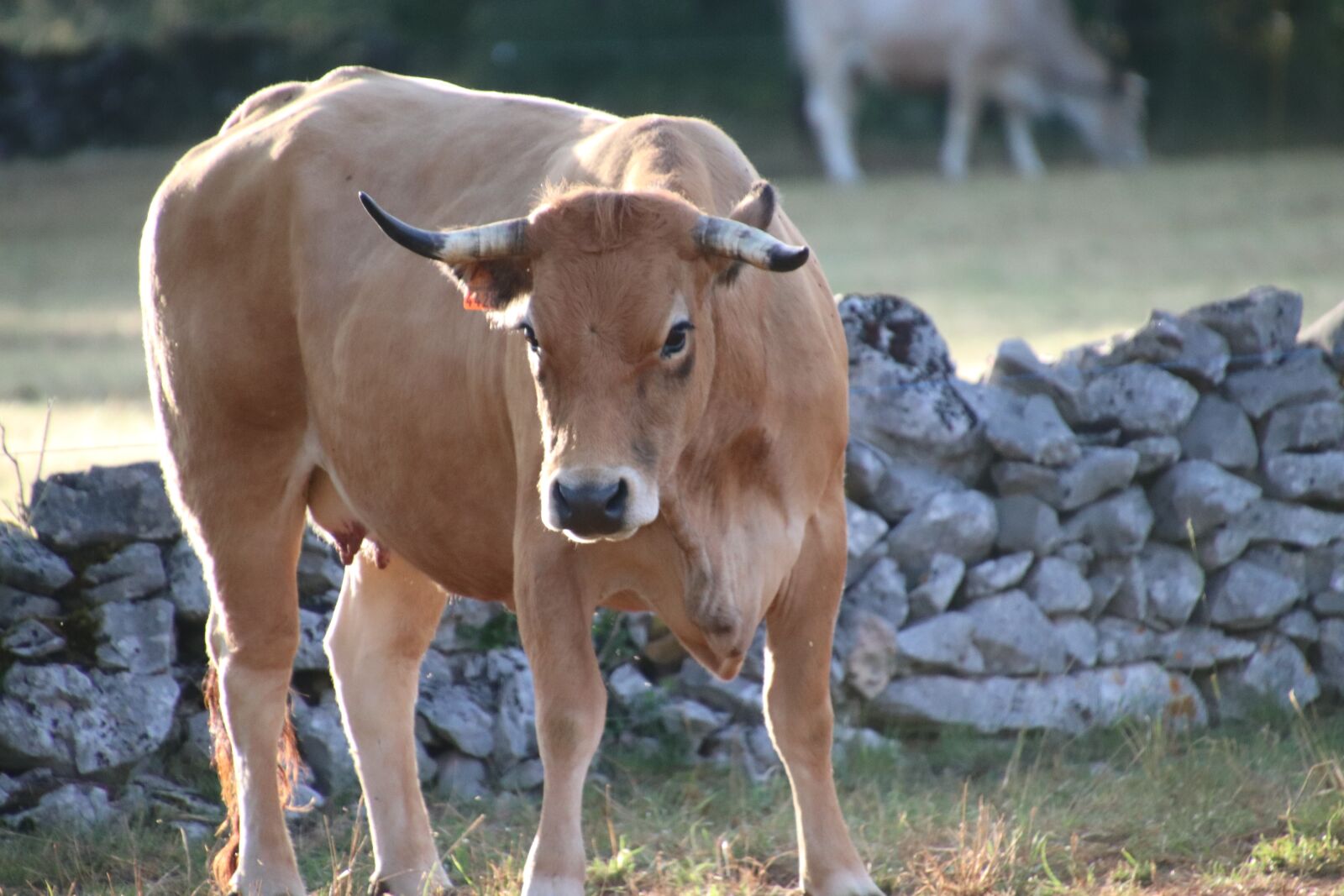 Canon EOS 800D (EOS Rebel T7i / EOS Kiss X9i) sample photo. Cows, ruminants, farm animals photography