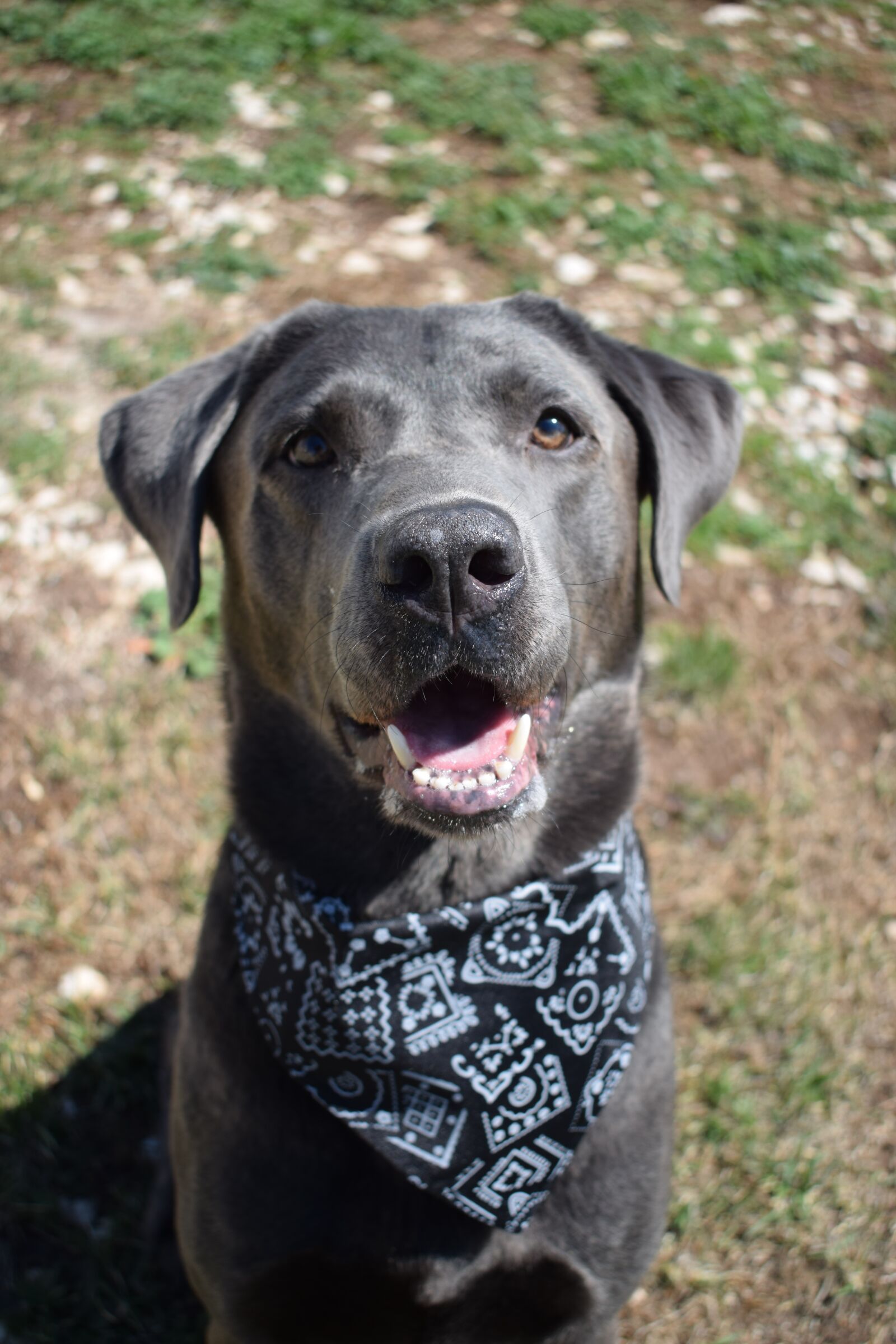 Nikon D5300 sample photo. Dog, scarf, labrador photography