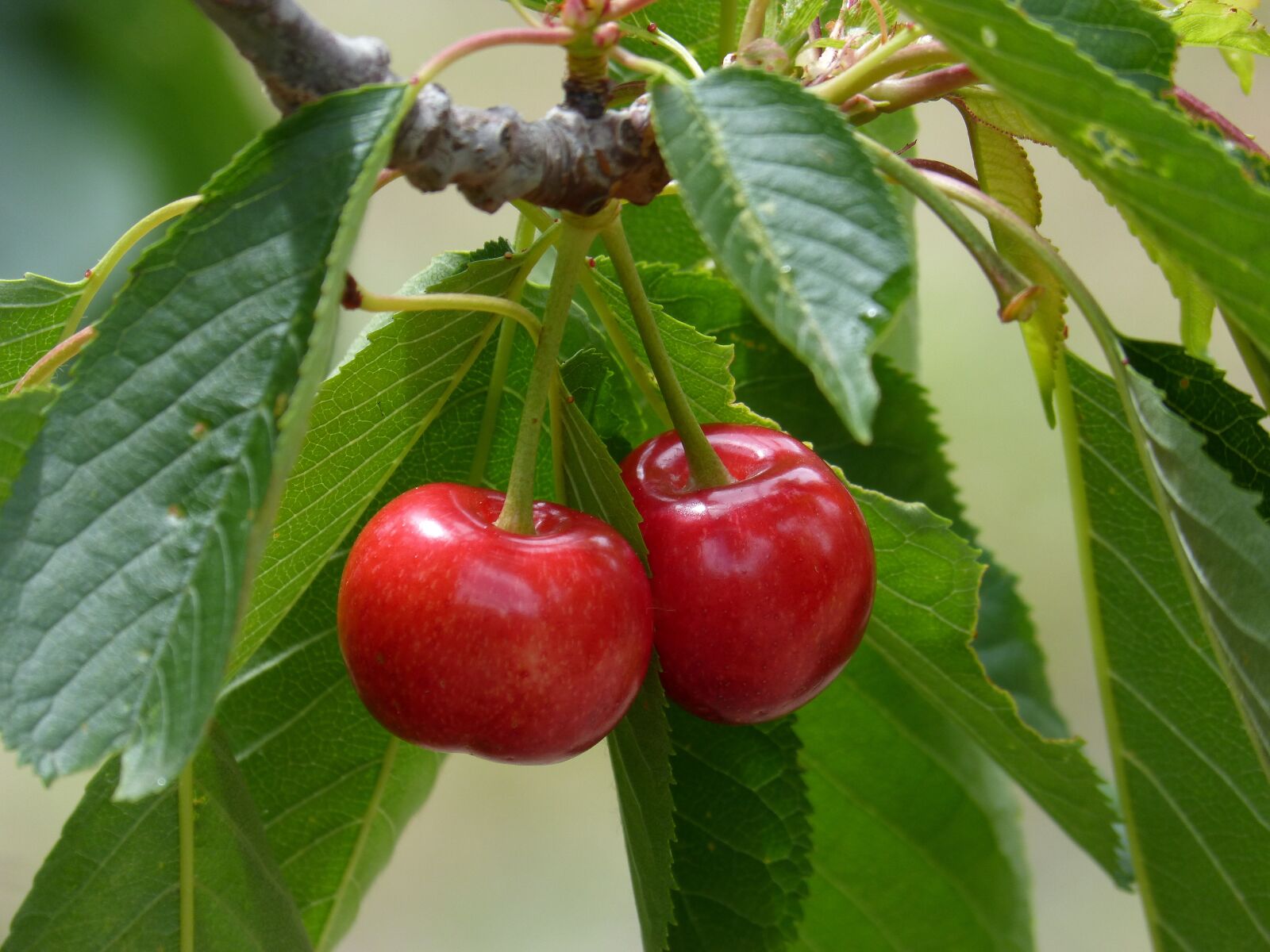 Panasonic DMC-FZ62 sample photo. Cherries, cherry, red fruit photography