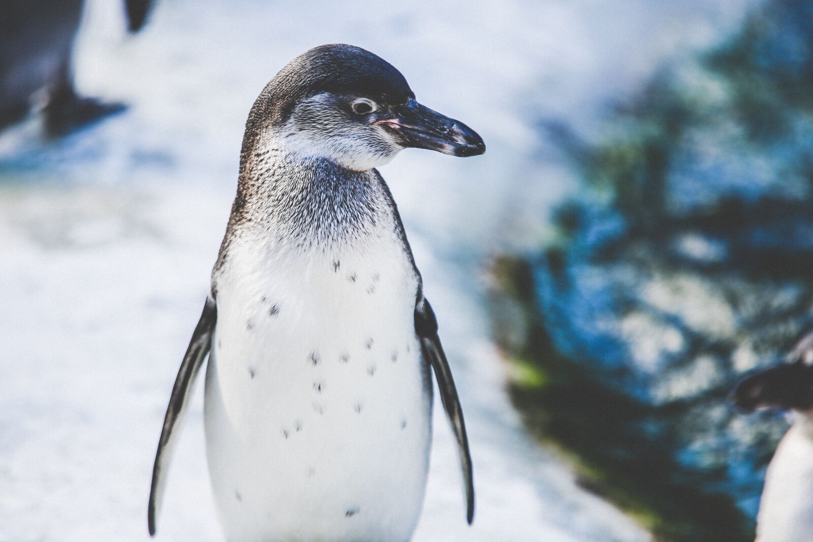 Canon EF 70-200mm F2.8L IS II USM sample photo. Animal, avian, bird photography