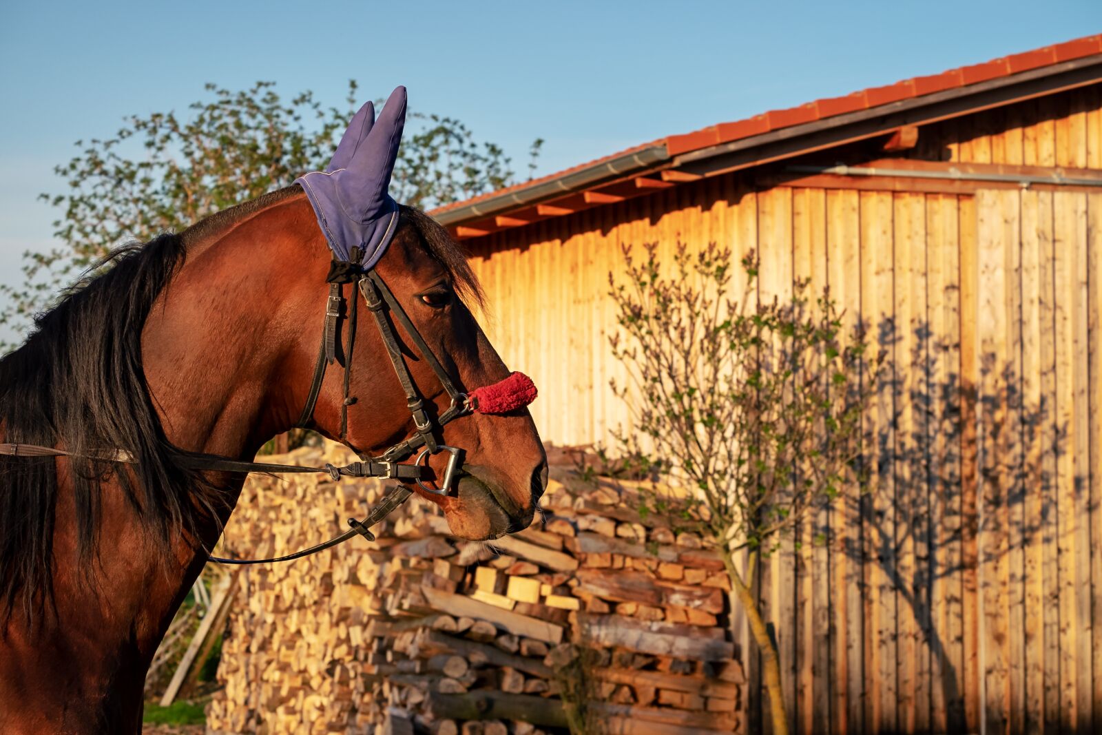 Fujifilm XF 55-200mm F3.5-4.8 R LM OIS sample photo. Horse, brown, horse head photography