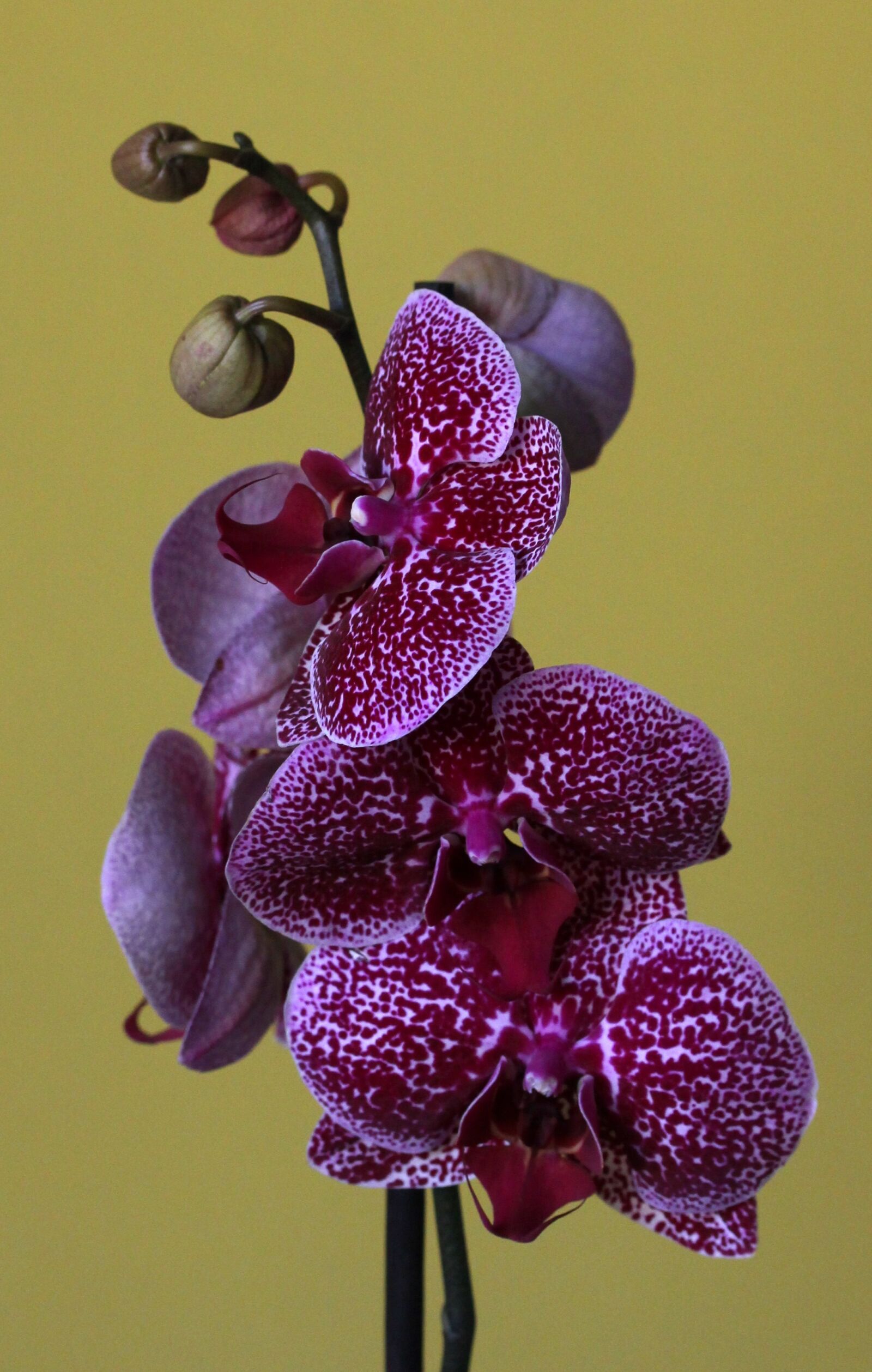 Canon EF-S 60mm F2.8 Macro USM sample photo. Orchid, flower photography
