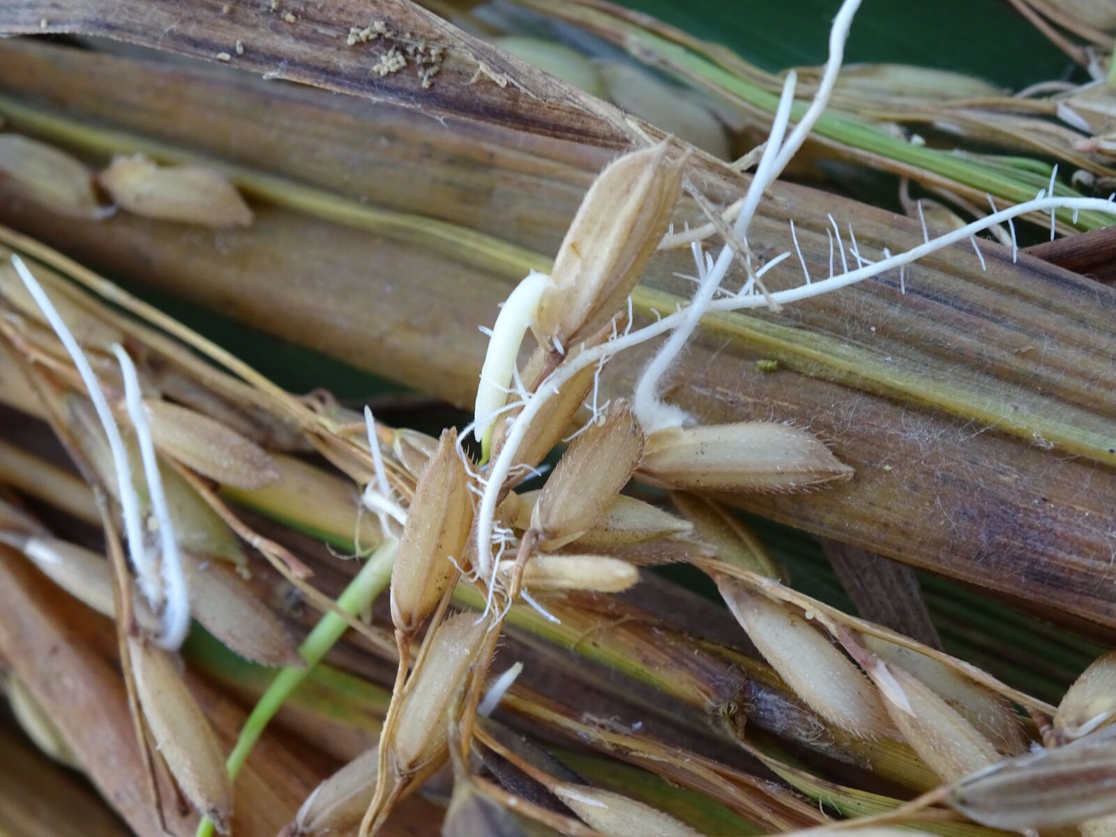 Sony Cyber-shot DSC-WX350 sample photo. Rice, seed, germinating seed photography