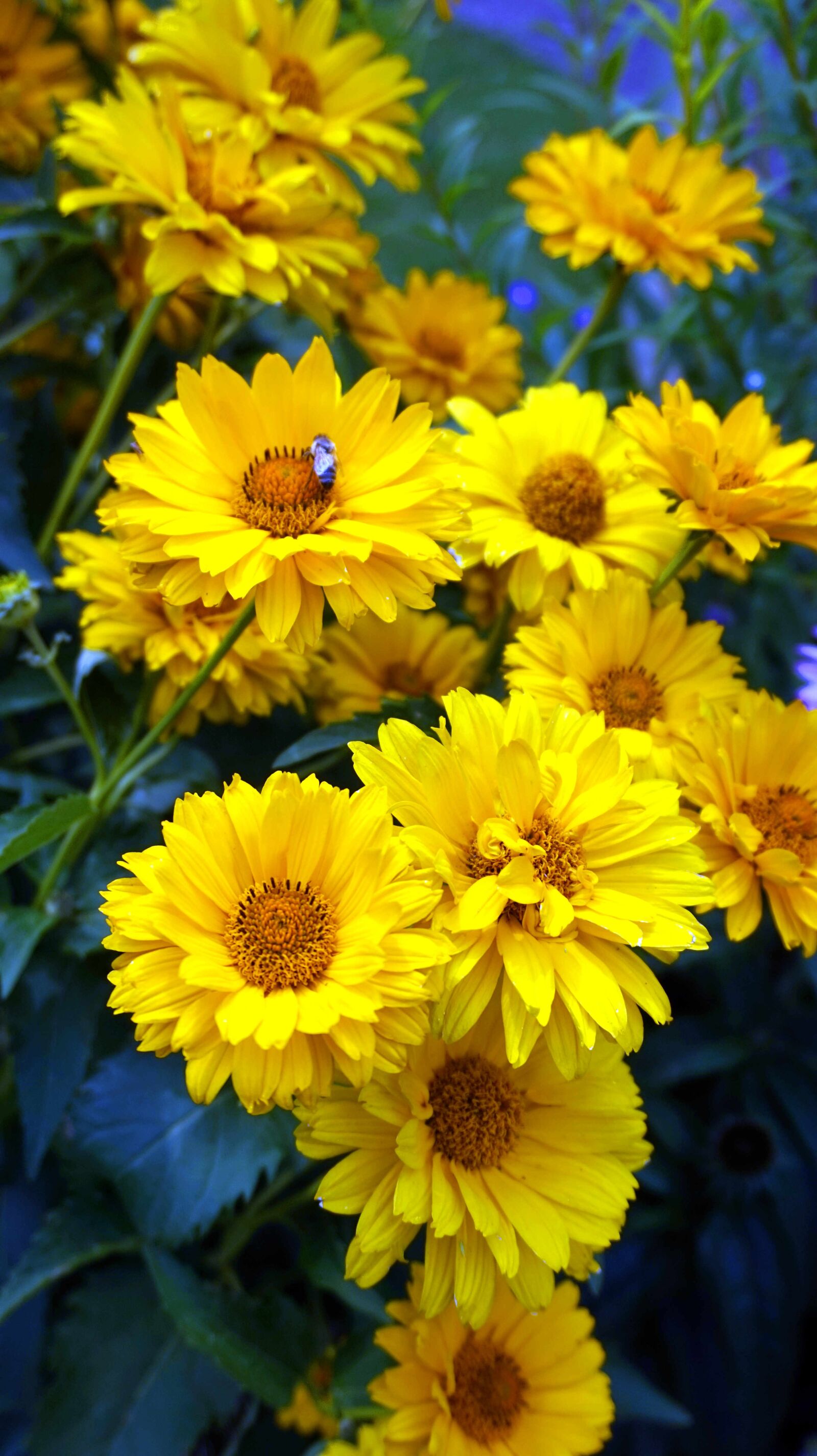 Sony Alpha a5000 (ILCE 5000) sample photo. Coneflower, flower, blossom photography