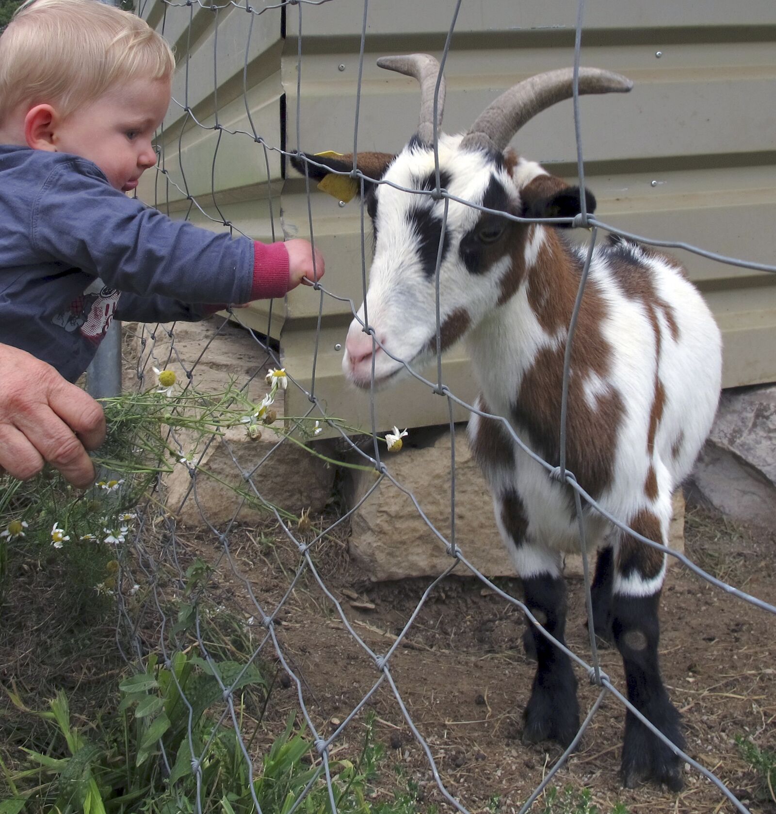 Canon PowerShot G12 sample photo. Goat, kid, small child photography
