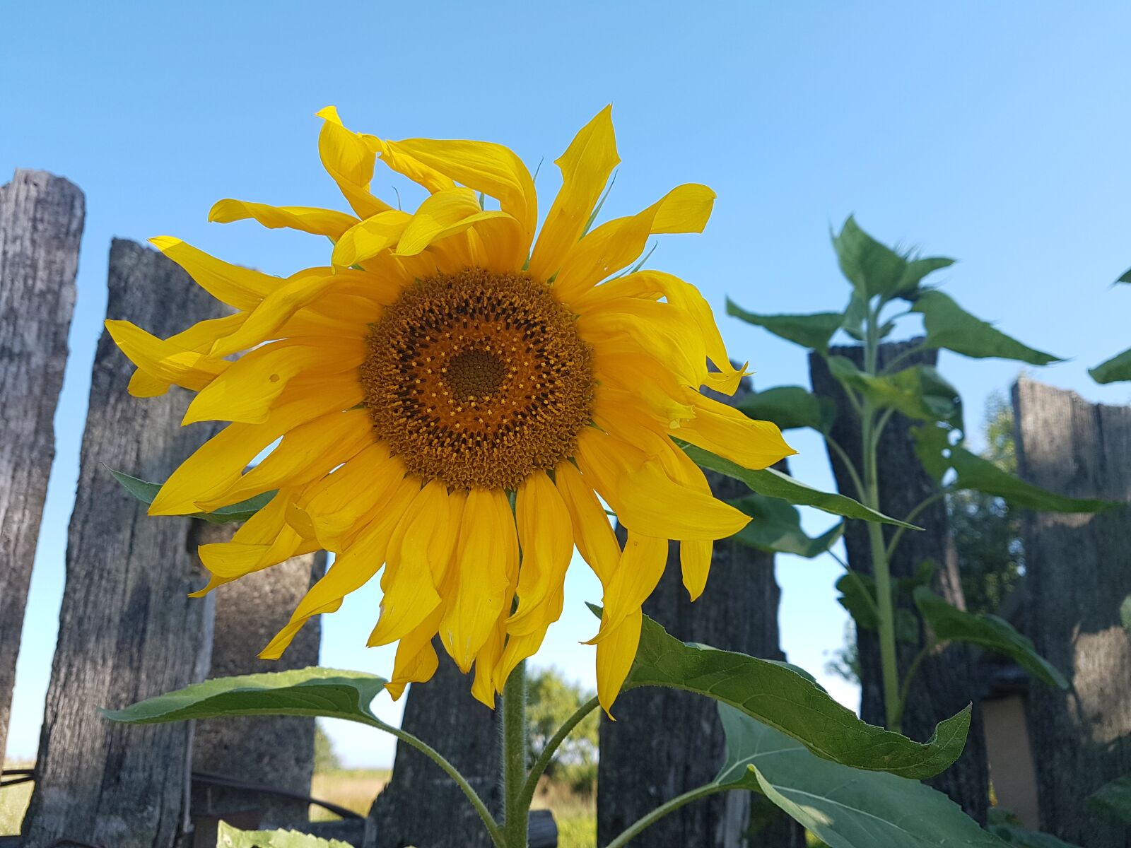 Samsung Galaxy S7 Edge sample photo. Growing, growth, healthy photography