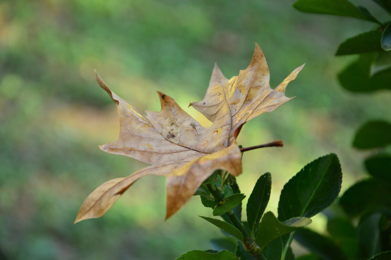 Nikon D3200 sample photo. Autumn, fall, light photography