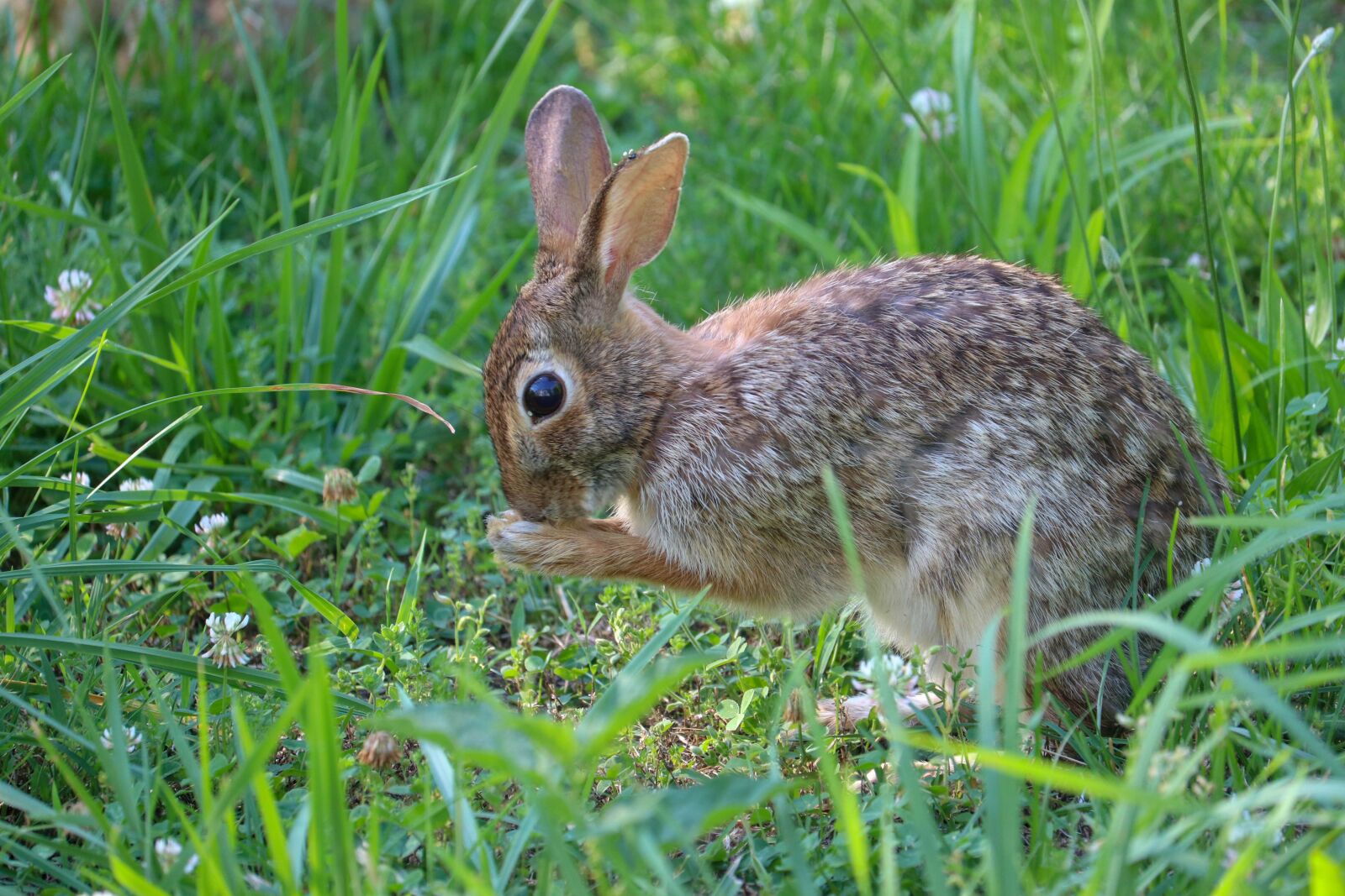 Canon EOS 80D + Canon EF-S 55-250mm F4-5.6 IS STM sample photo. Rabbit, praying, animal photography