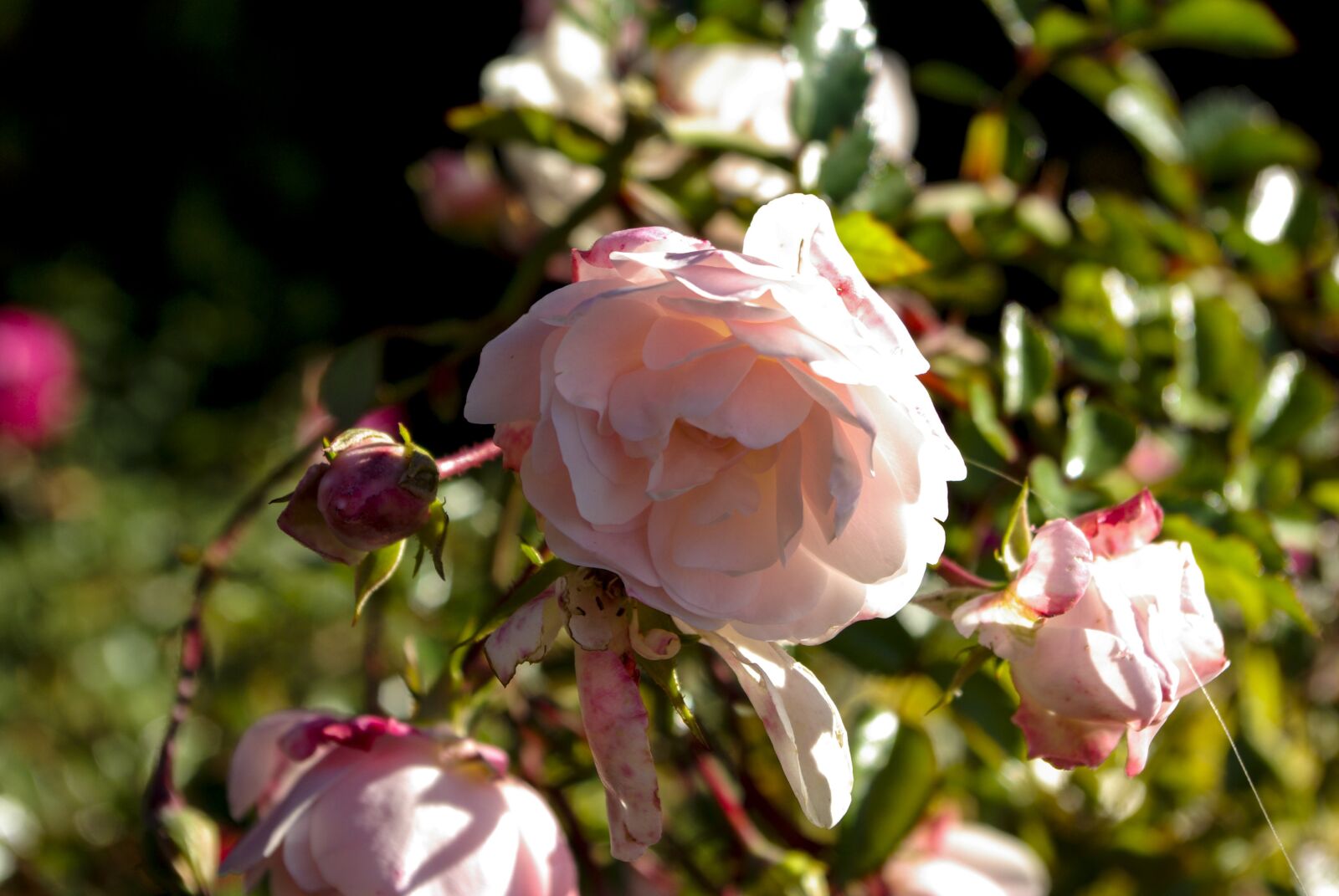 Samsung GX-10 sample photo. Rose, flower, nature photography