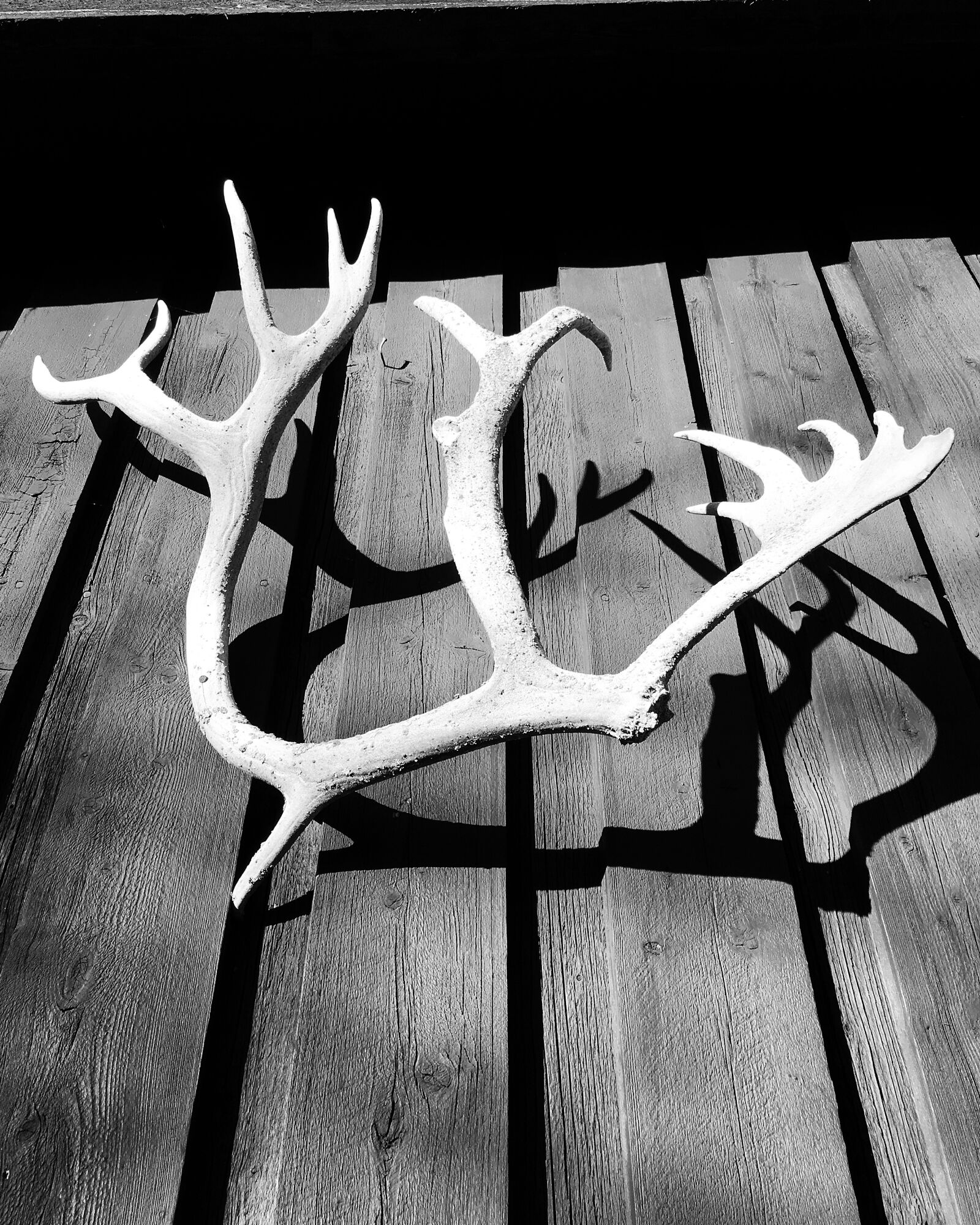 Apple iPhone 6s Plus sample photo. Antler, reins, the mountain photography
