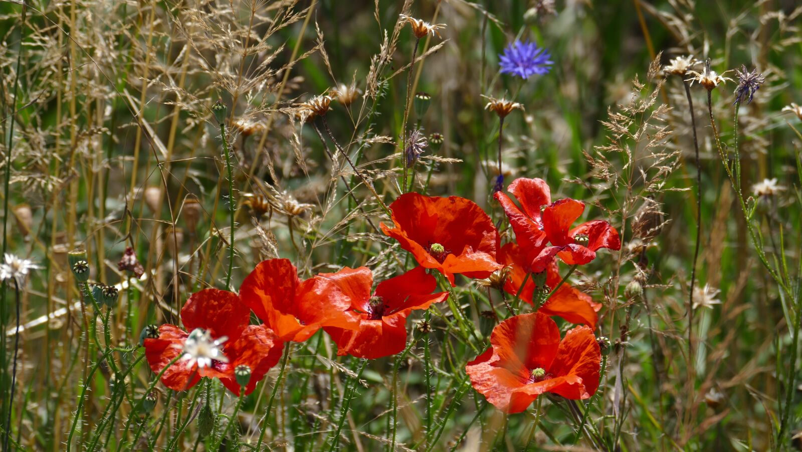 Leica V-Lux (Typ 114) sample photo. Poppy, meadow, cornflower photography