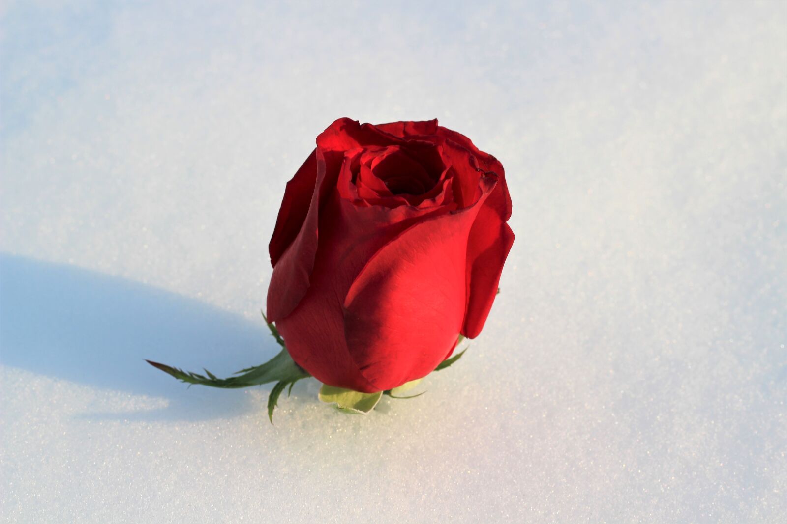 Canon EOS 600D (Rebel EOS T3i / EOS Kiss X5) + Canon EF 50mm F1.8 II sample photo. Red rose in snow photography