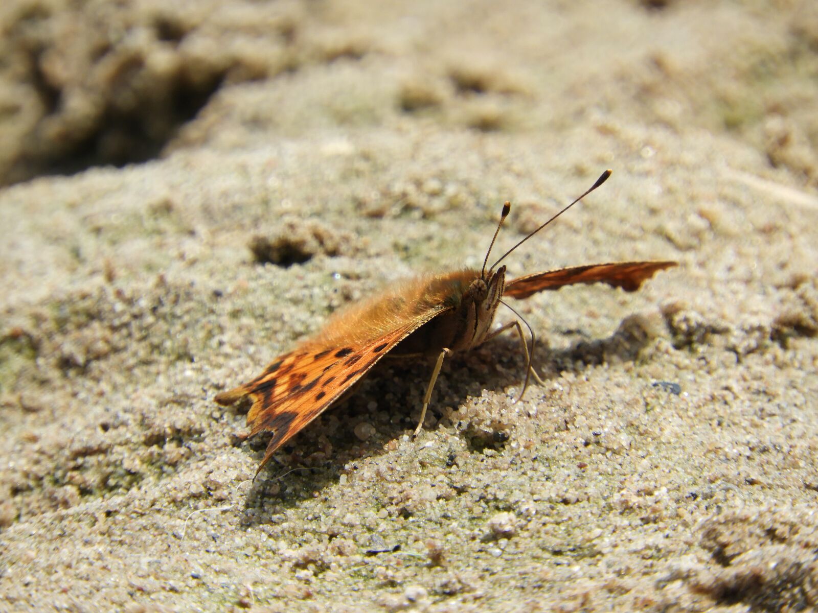 Nikon Coolpix B700 sample photo. Butterfly, sand, beach photography