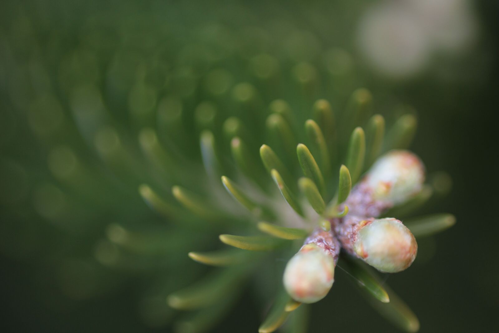Canon EOS 700D (EOS Rebel T5i / EOS Kiss X7i) + Canon EF 50mm F1.8 II sample photo. Twig, plans, flora photography