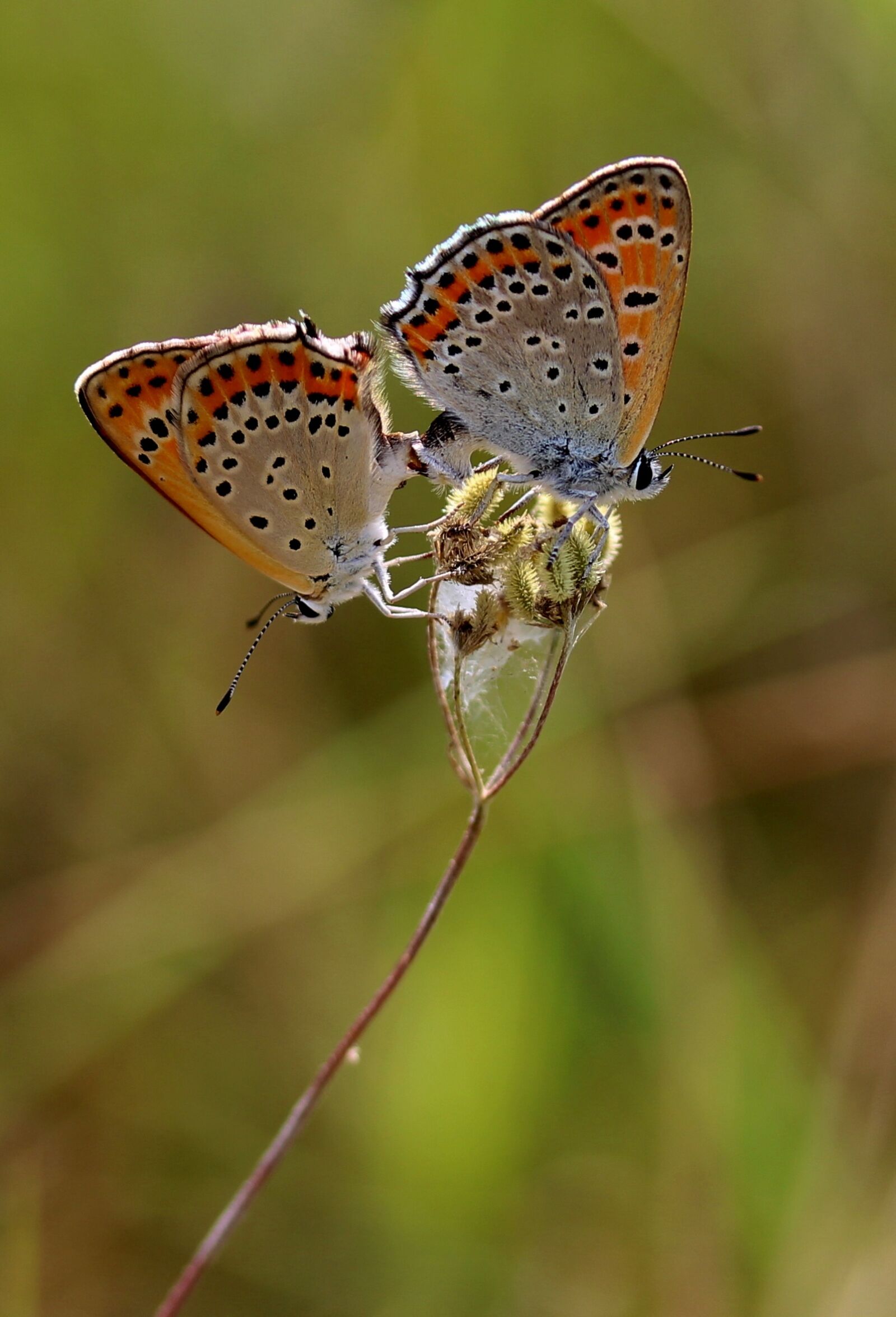 Canon EF-S 60mm F2.8 Macro USM sample photo. Butterflies, pair, multiplication photography