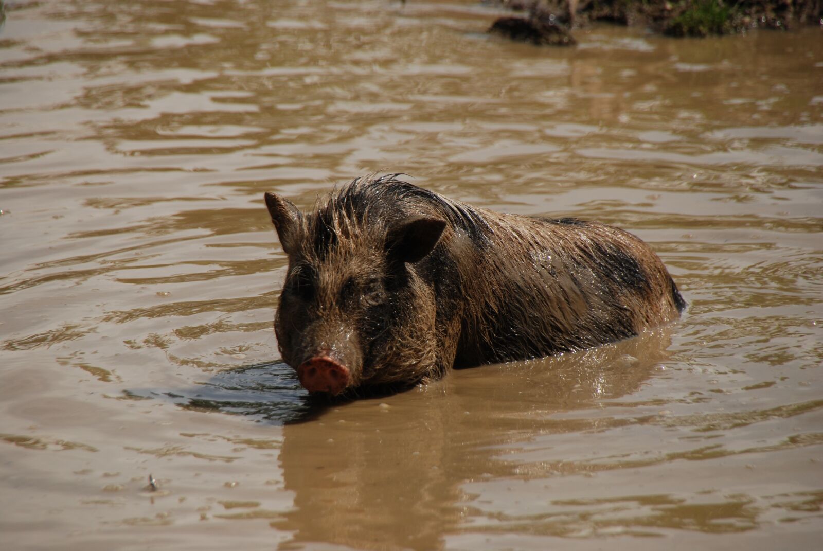 Nikon D80 sample photo. Nature, piglet, zoo photography