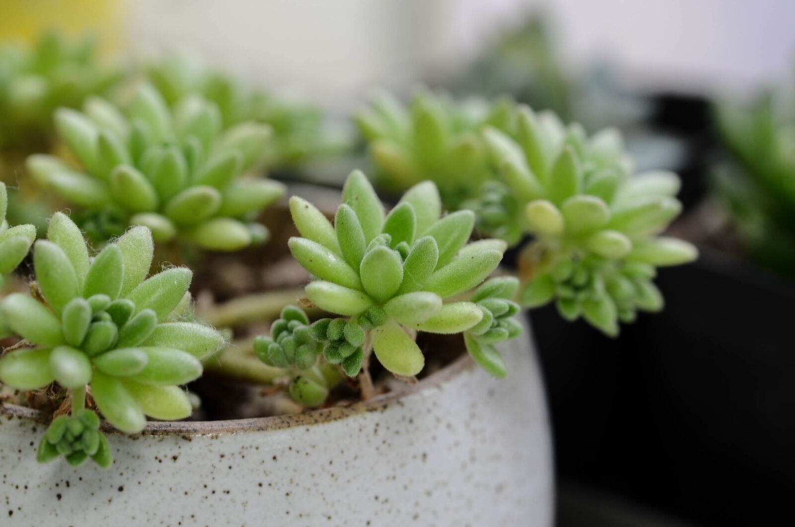 Nikon D7000 sample photo. The fleshy, plant photography