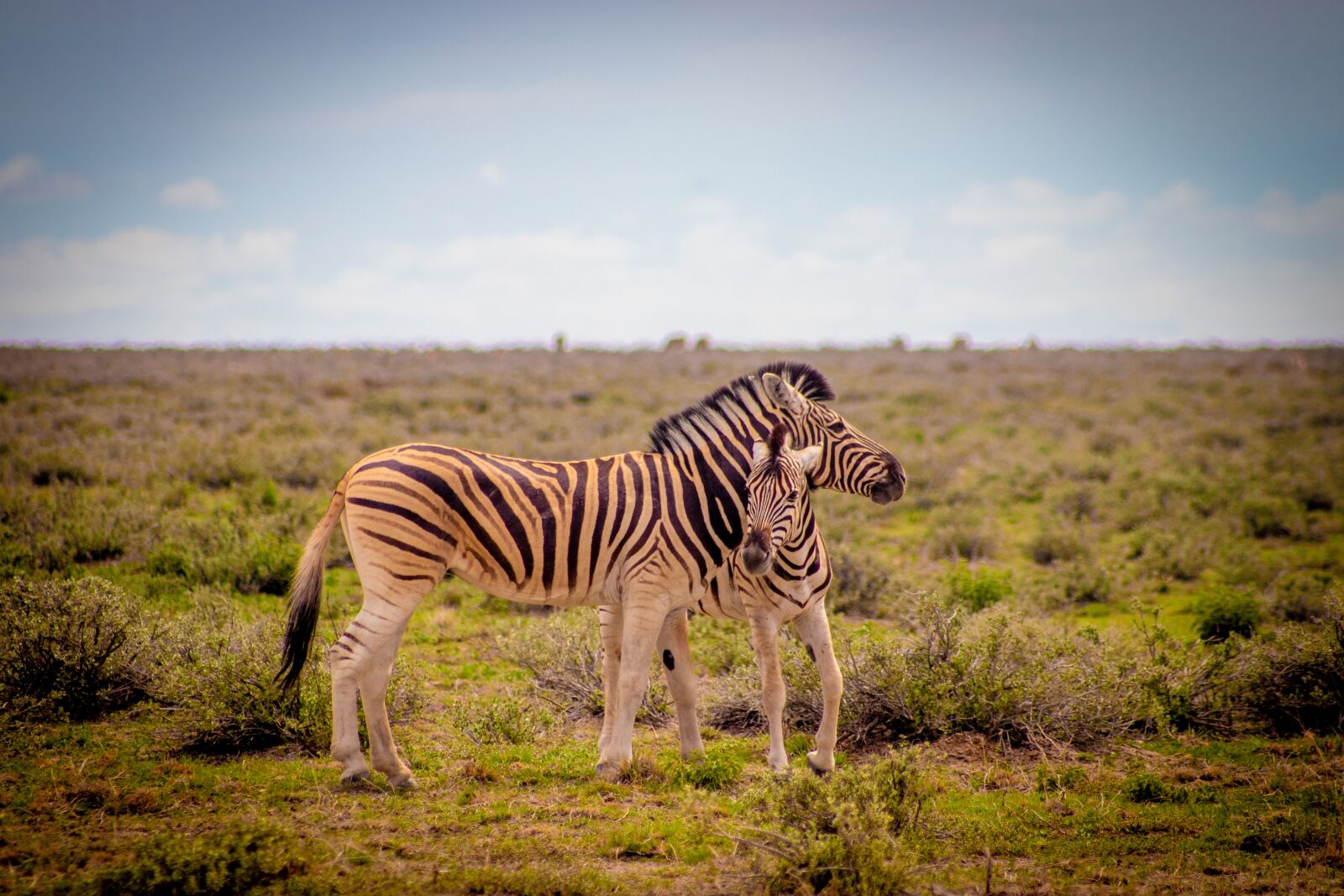 Canon EOS 200D (EOS Rebel SL2 / EOS Kiss X9) sample photo. Plains zebra, baby zebra photography