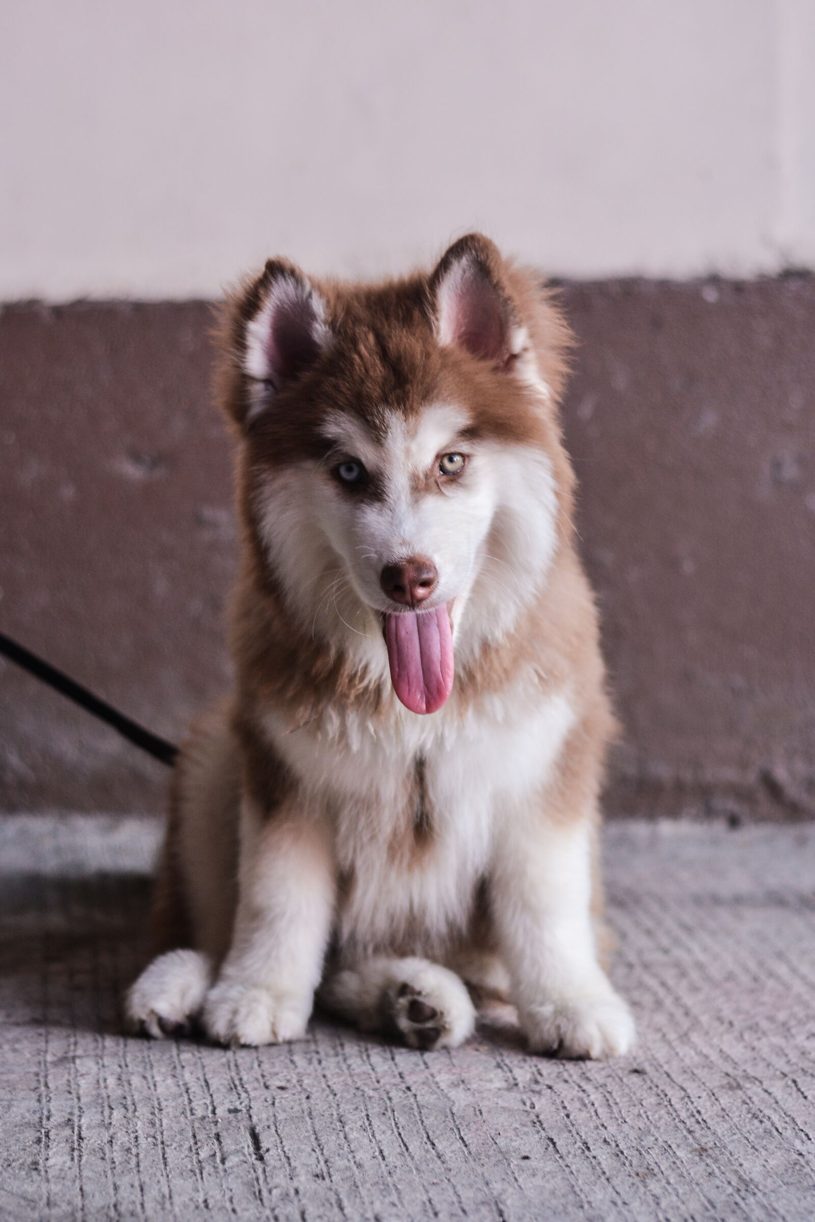 Nikon D7100 sample photo. Dog, mammal, animal photography