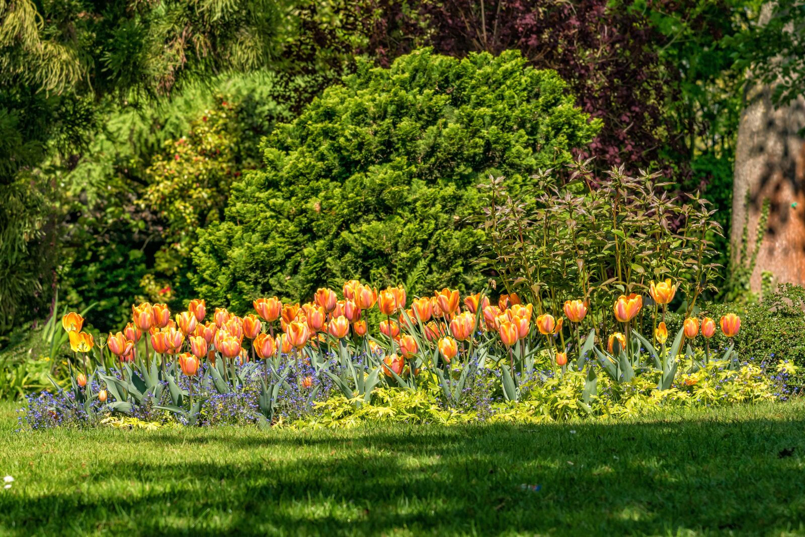 Nikon D3300 sample photo. Flowers, tulips, garden photography