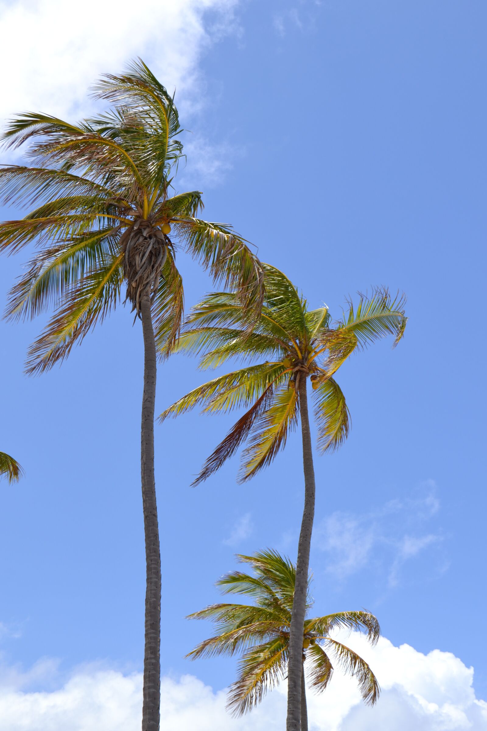 Nikon D3100 sample photo. Cuba, caribbean, palm trees photography