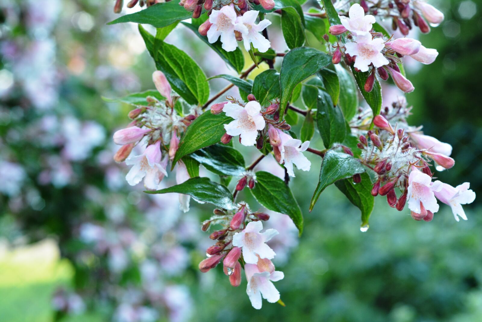 Nikon D5200 sample photo. Bush, rosa, flowers photography