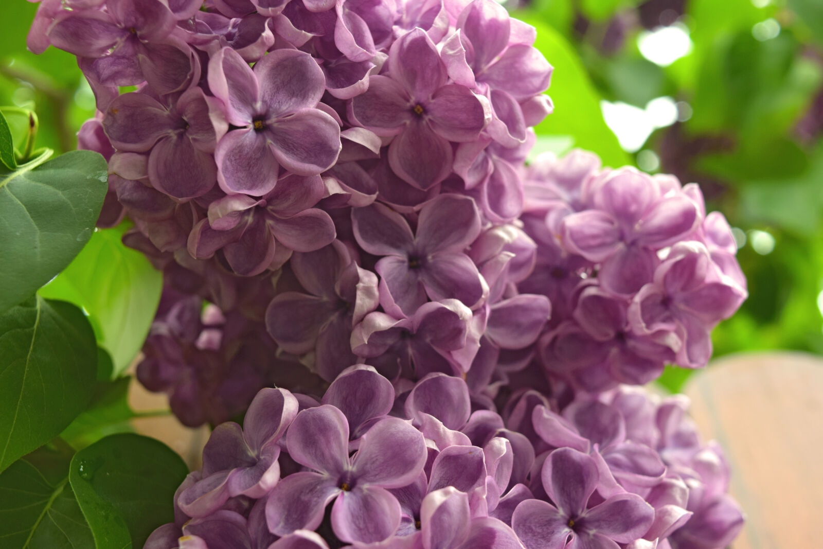 Nikon D3300 sample photo. Bez, lilac, spring photography