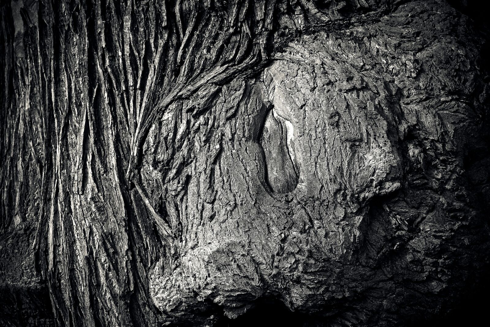 Olympus OM-D E-M10 sample photo. Tree, tree bark, log photography