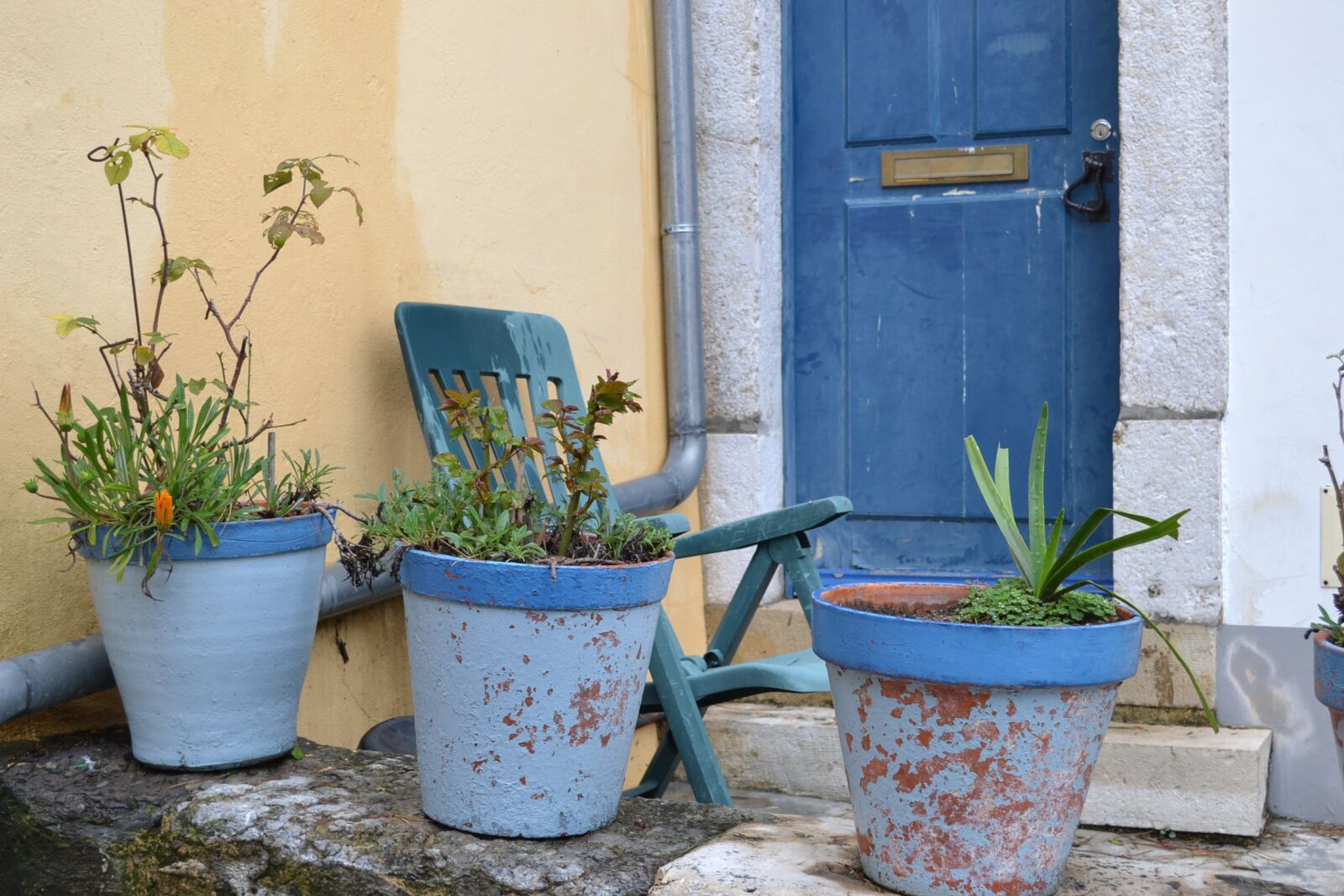 Nikon D3100 sample photo. Home, flower, plant photography