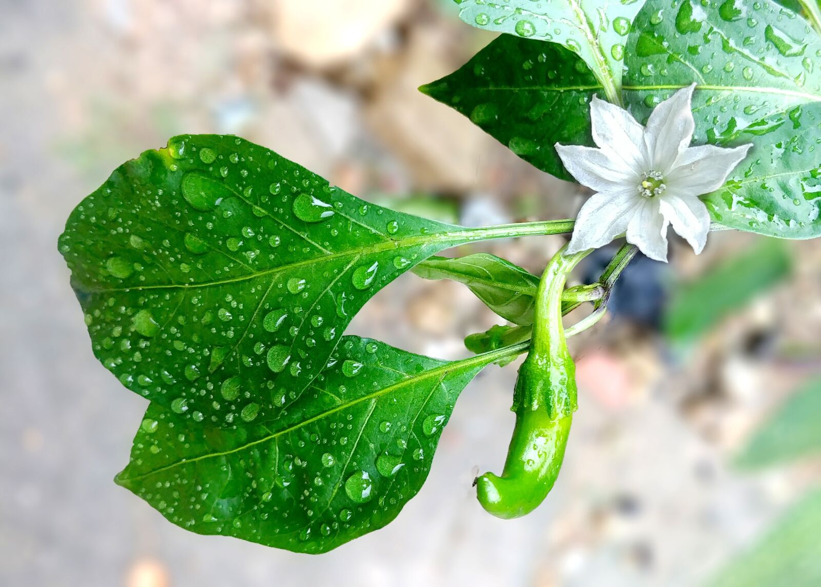 LG G6 sample photo. Pepper, hot pepper flower photography