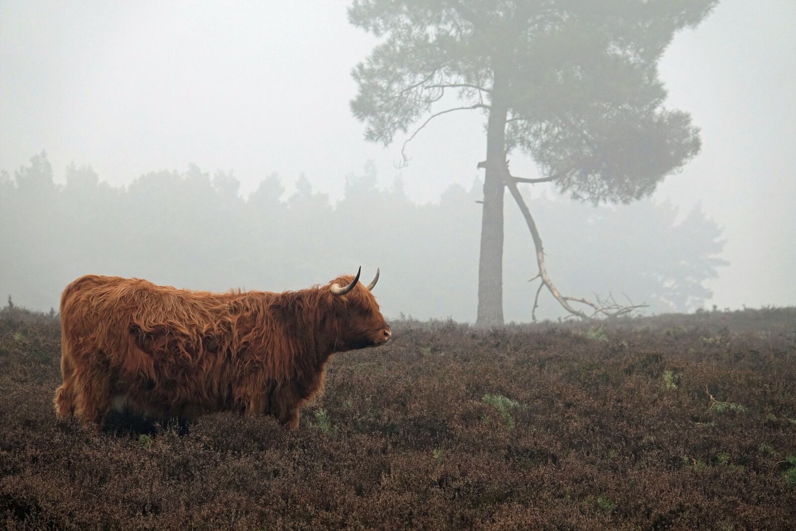 Sony Cyber-shot DSC-RX10 III sample photo. Winter, fog, scottish highlanders photography