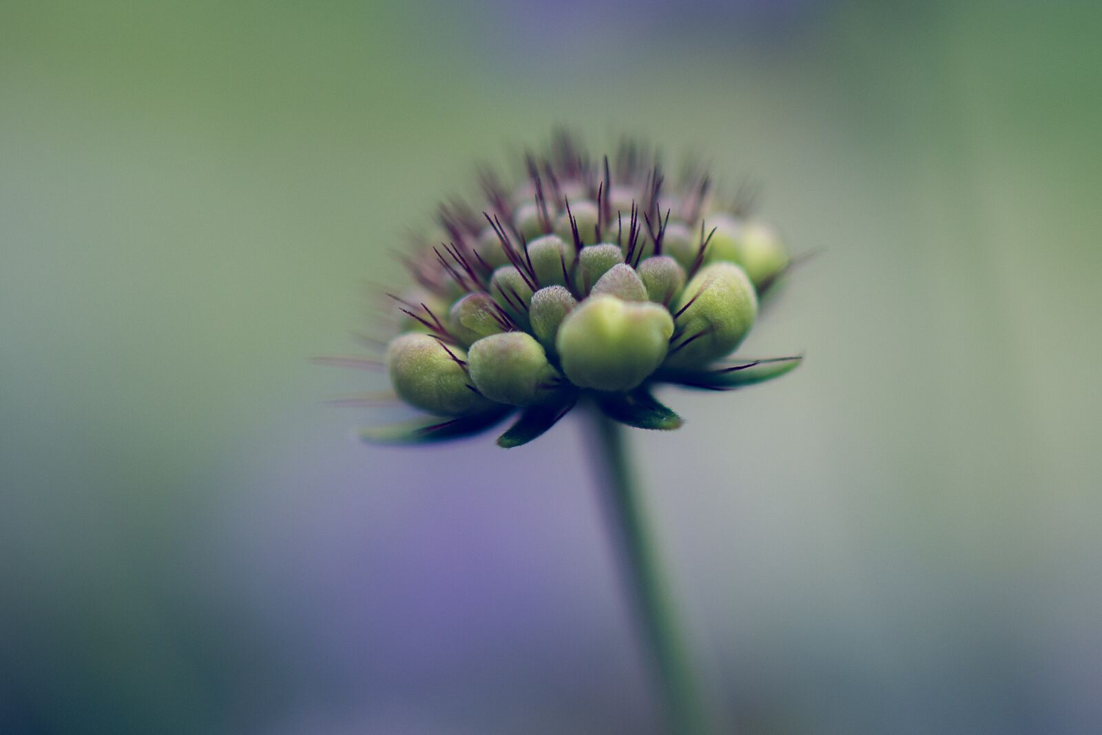 Canon EOS R + Canon RF 35mm F1.8 IS STM Macro sample photo. Pincushion flower, scabiosa, faded photography