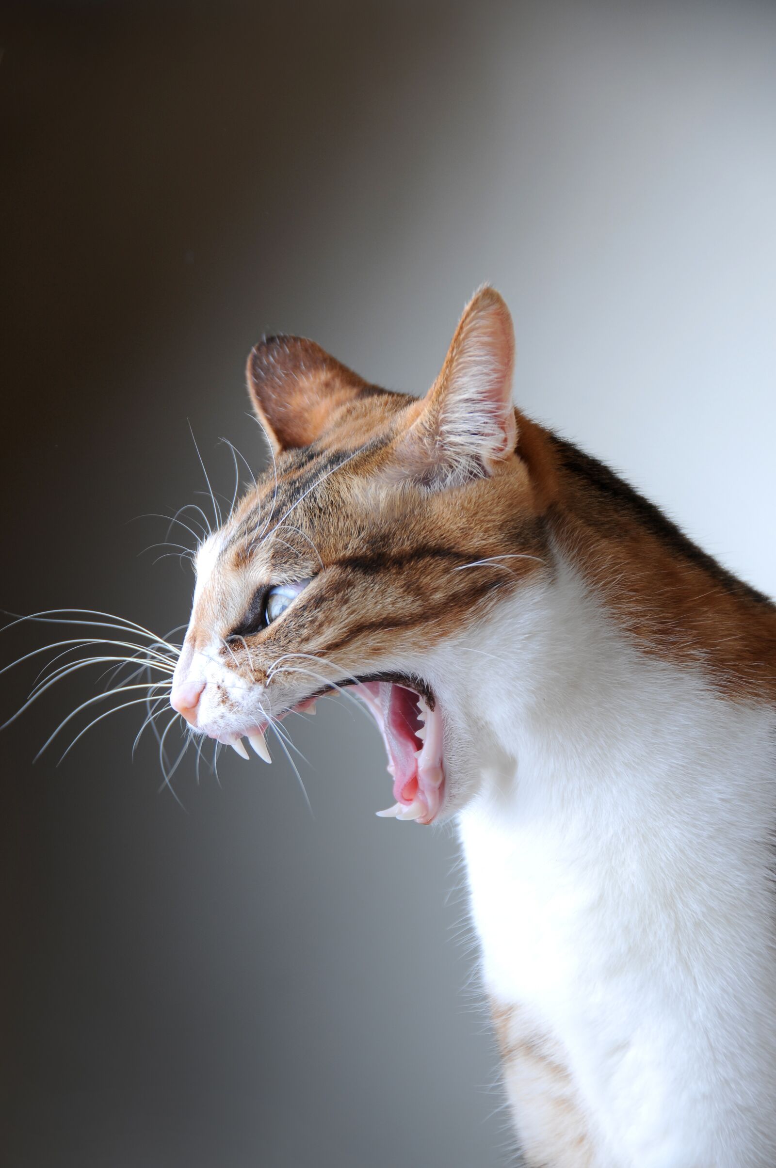Nikon D300S sample photo. Cat, pet, yawn photography