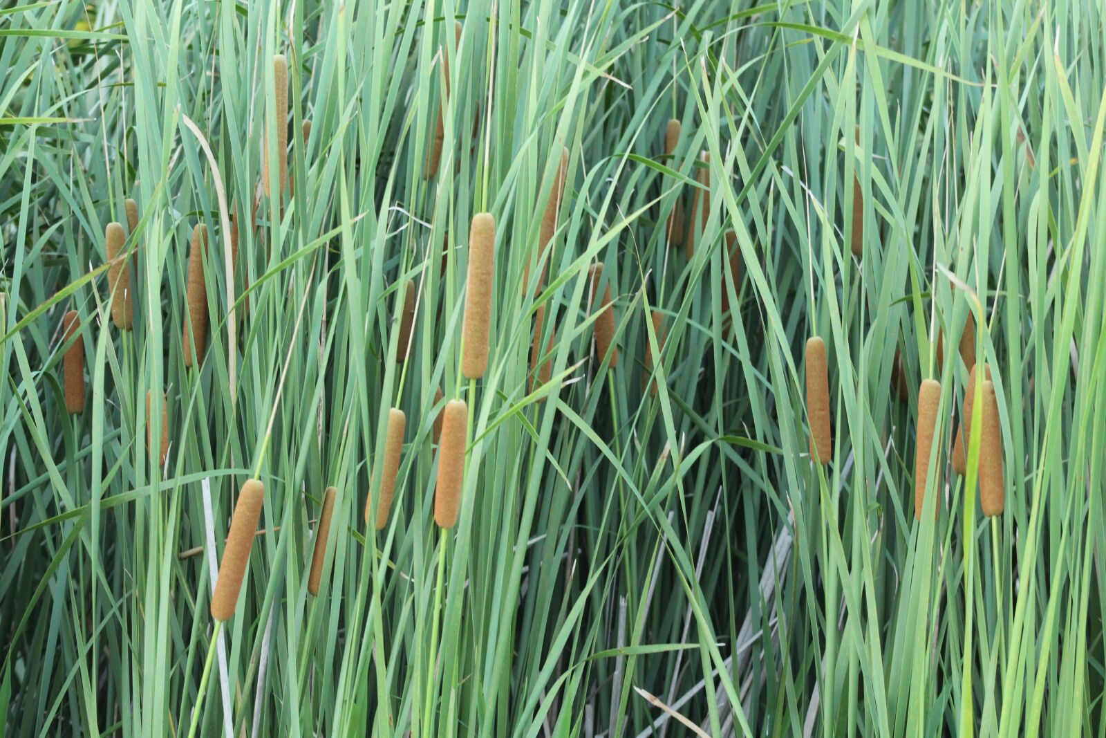 Canon EOS 1300D (EOS Rebel T6 / EOS Kiss X80) + EF75-300mm f/4-5.6 sample photo. Cattails, reeds, plants photography