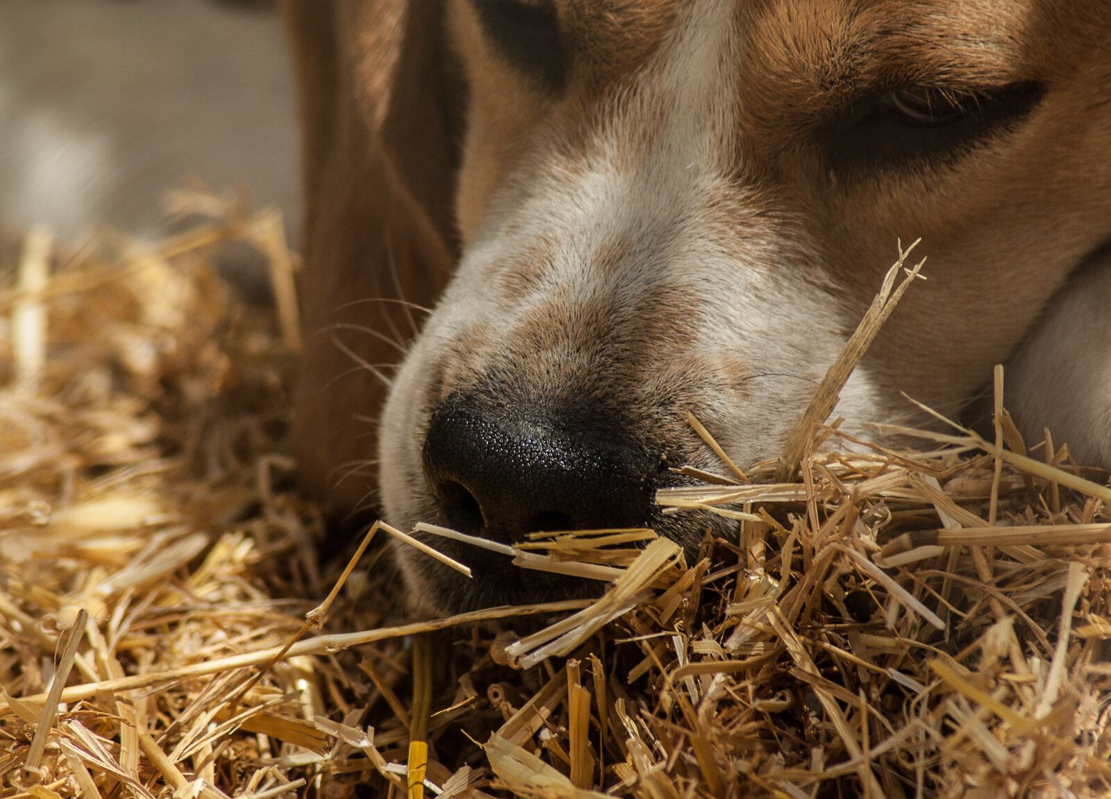 Tamron AF 70-300mm F4-5.6 Di LD Macro sample photo. Dog, hunting, pack photography