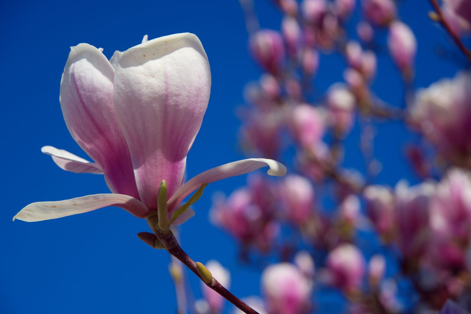 Sony a6400 sample photo. Spring, bühen, magnolia photography