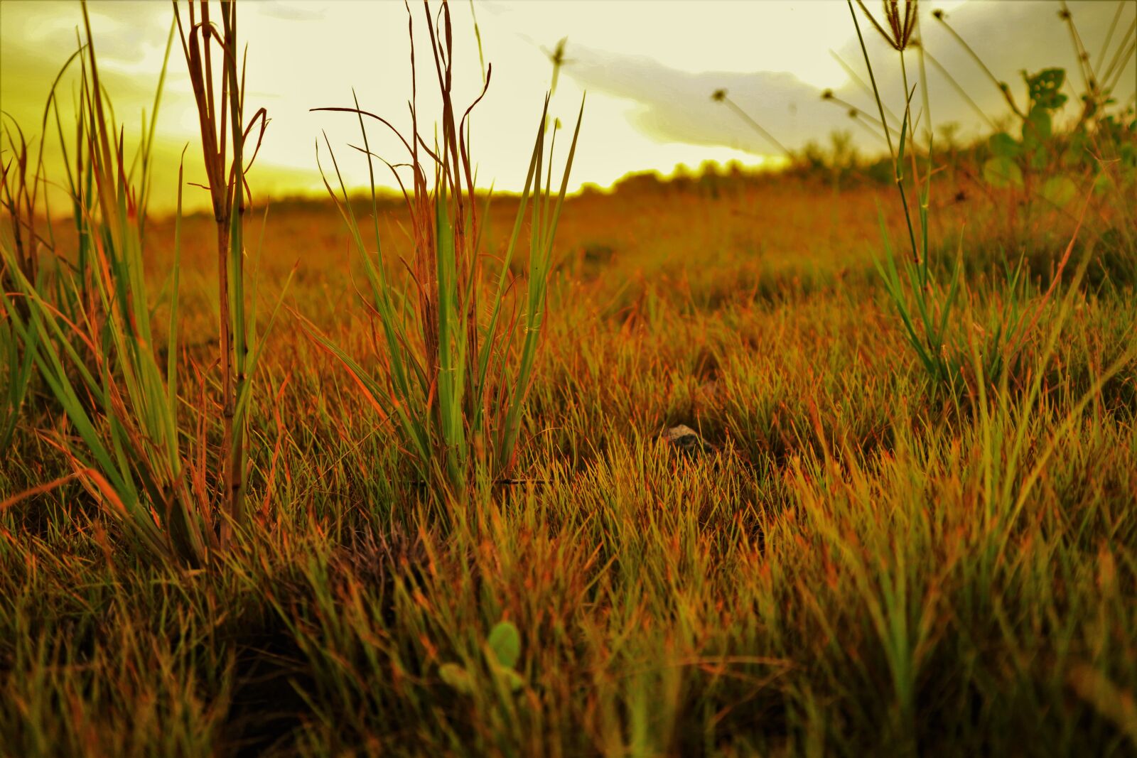 Canon EF-M 15-45mm F3.5-6.3 IS STM sample photo. Grass, evening, sunset photography