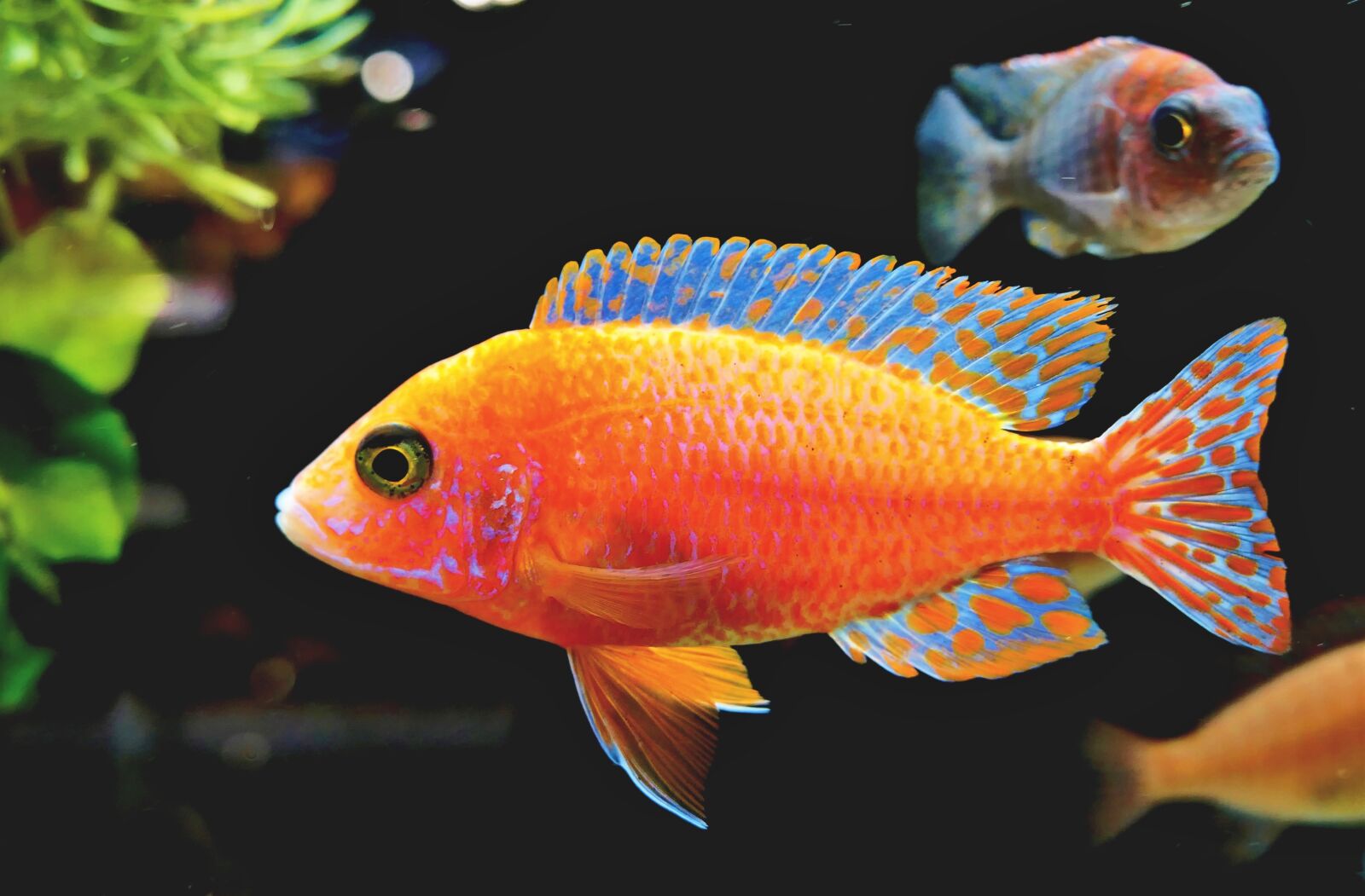 Panasonic Lumix DMC-LX10 (Lumix DMC-LX15) sample photo. Fairy wrasse, wrasse, fish photography