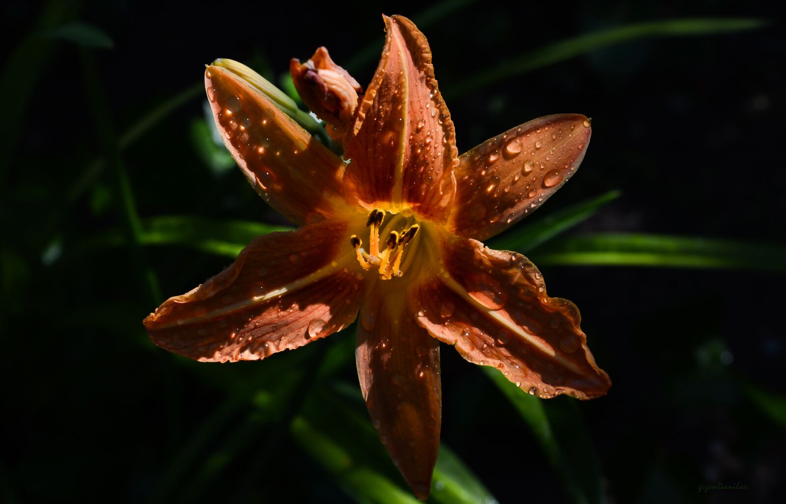 Nikon D7100 sample photo. Color, flower, plant photography