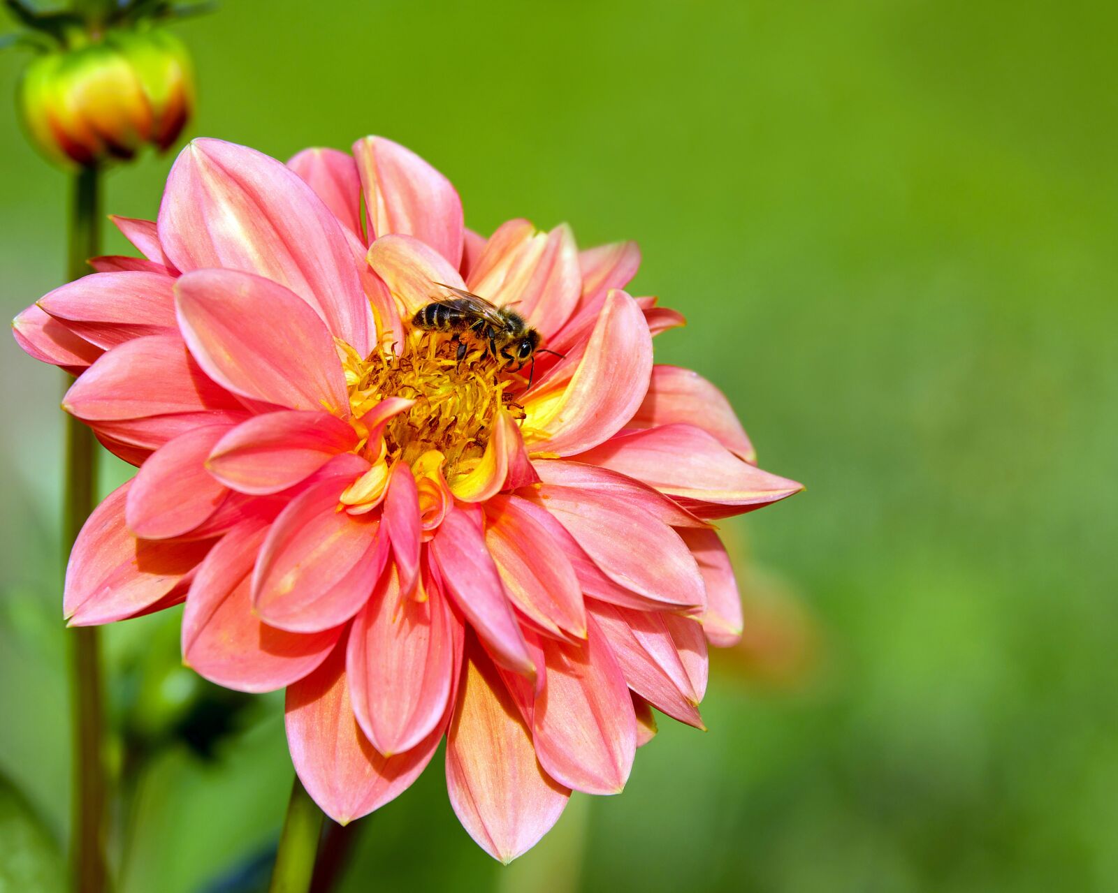 Fujifilm XF 55-200mm F3.5-4.8 R LM OIS sample photo. Dahlia, flower, blossom photography