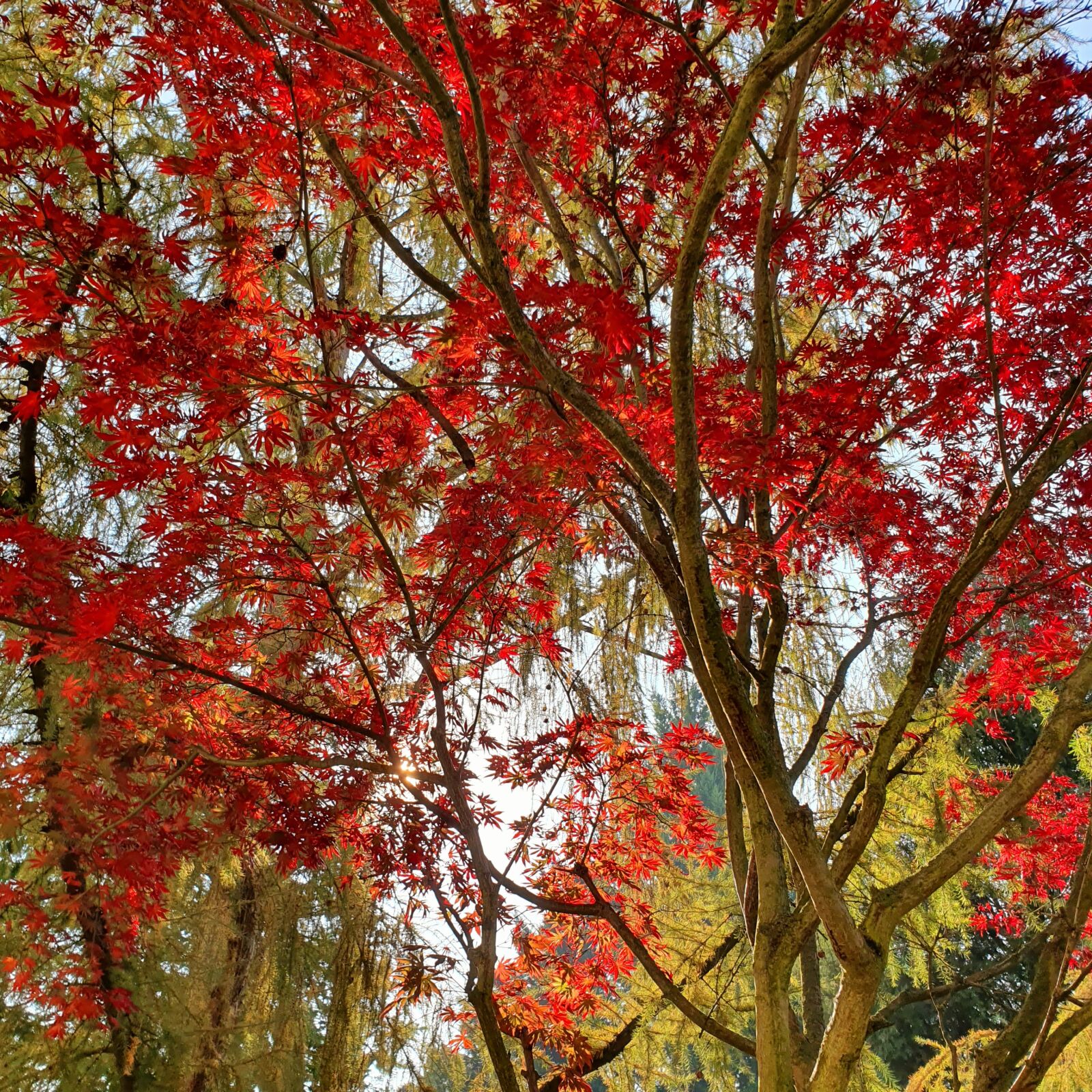 Samsung Galaxy S10e sample photo. Jeseň, strom, farby photography