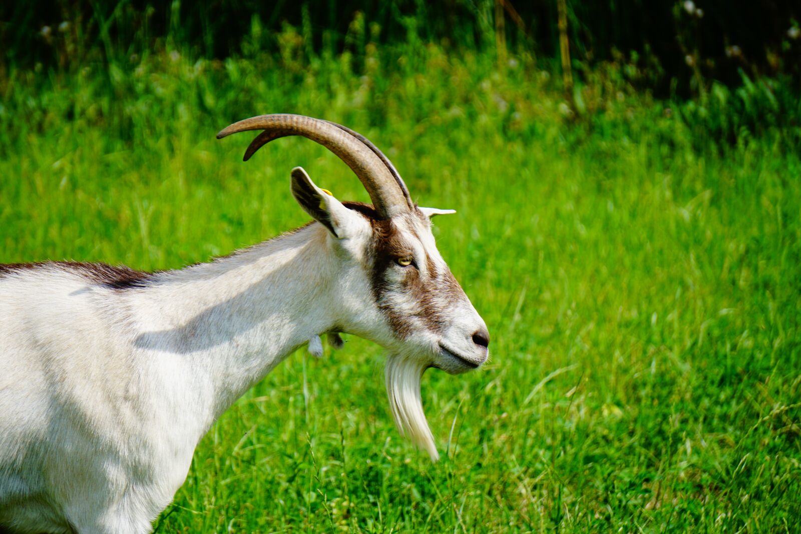 Sony E 55-210mm F4.5-6.3 OSS sample photo. Goat, farm, horns photography
