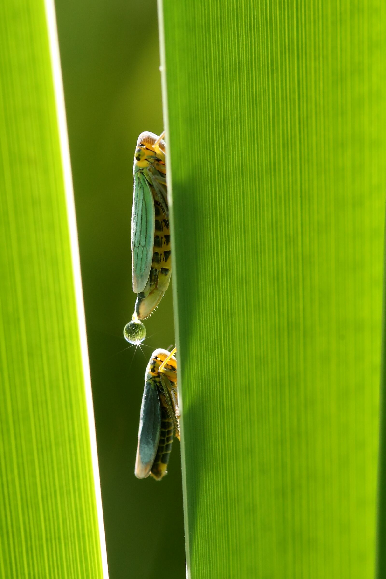 Canon EOS 450D (EOS Rebel XSi / EOS Kiss X2) sample photo. Leafhopper, cicadella viridis, small photography