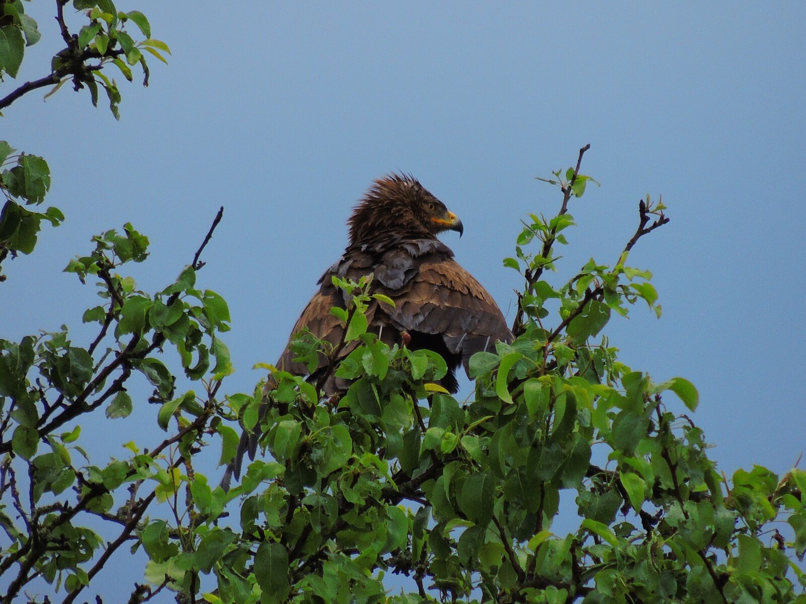 Nikon Coolpix P510 sample photo. Eagle, spotted eagle, raptor photography