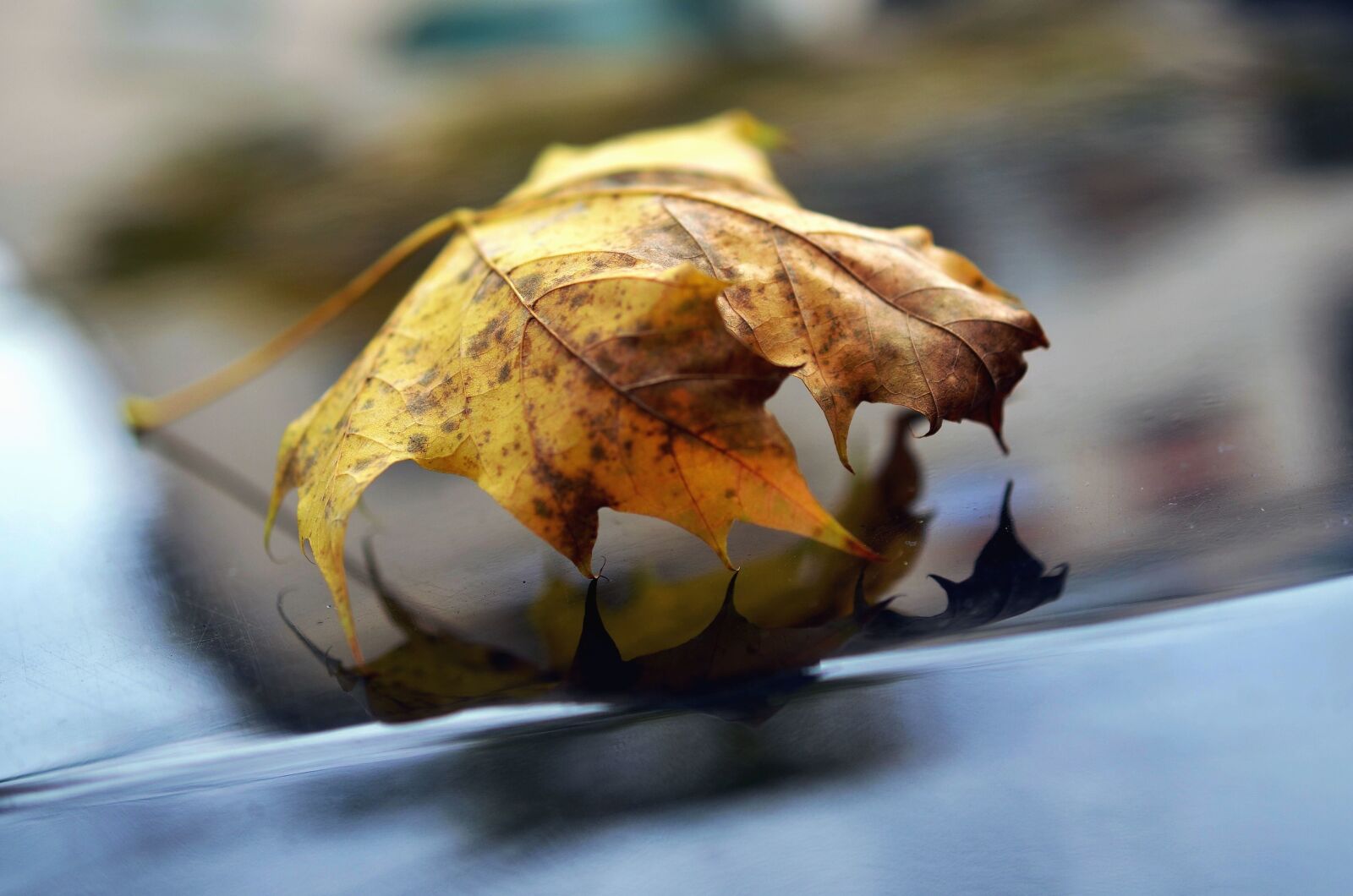 Nikon D5100 sample photo. Leaf, metal, autumn, reflection photography